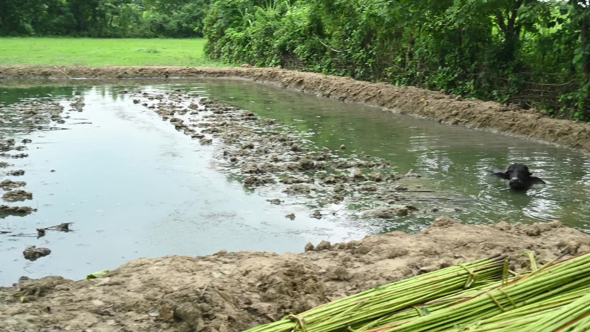 Jute Cultivation in India - El Niño effect delays jute retting processes - Temporary Ponds