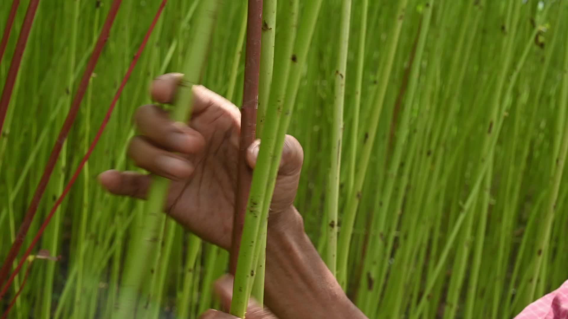 Jute Cultivation in India - El Niño effect delays jute retting processes - Temporary Ponds