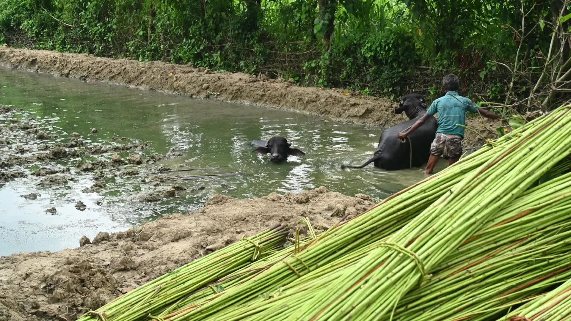 Jute Cultivation in India - El Niño effect delays jute retting processes - Temporary Ponds