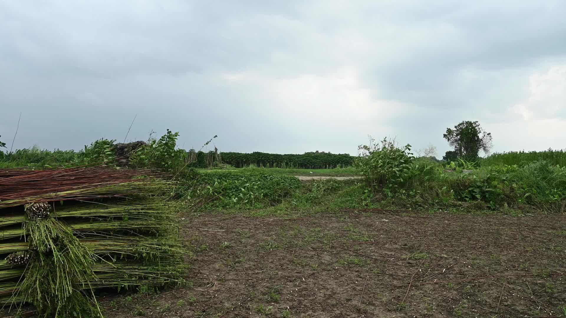 Jute Cultivation in India - El Niño effect delays jute retting processes - Temporary Ponds