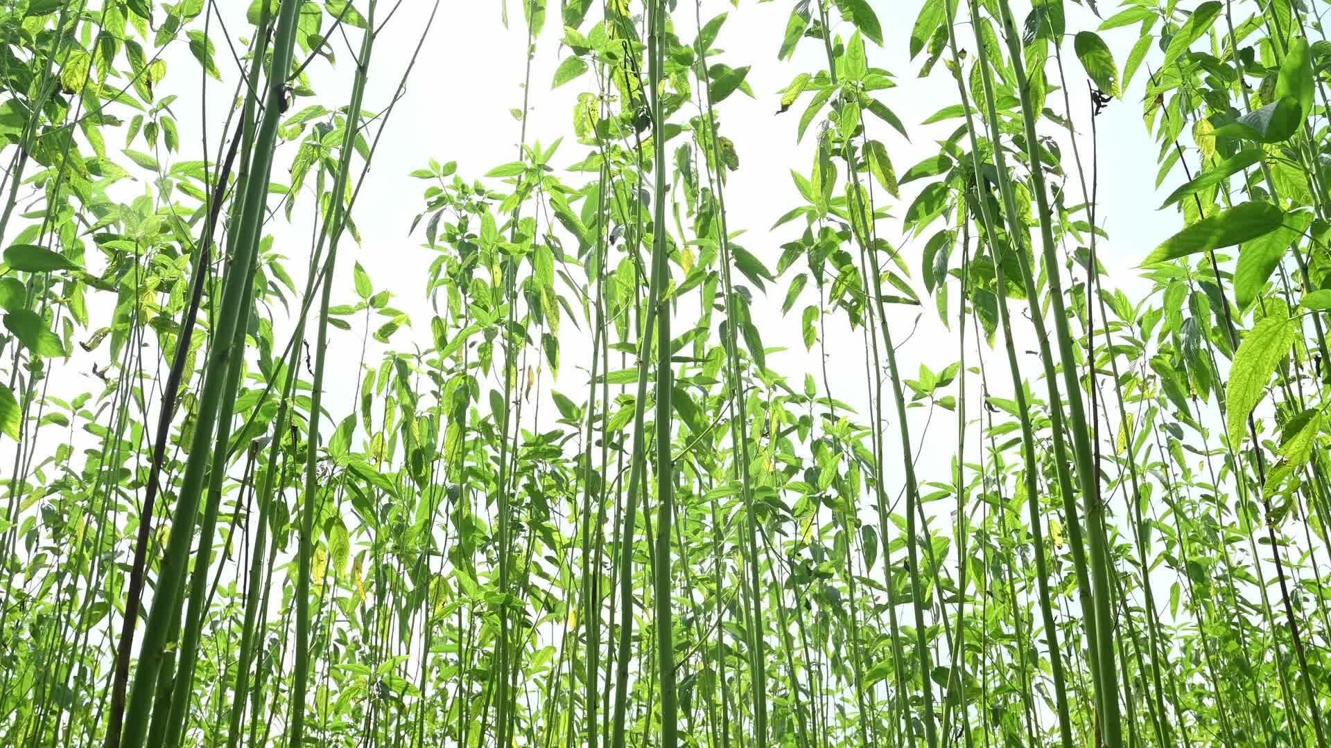 Jute Cultivation in India - El Niño effect delays jute retting processes - Temporary Ponds