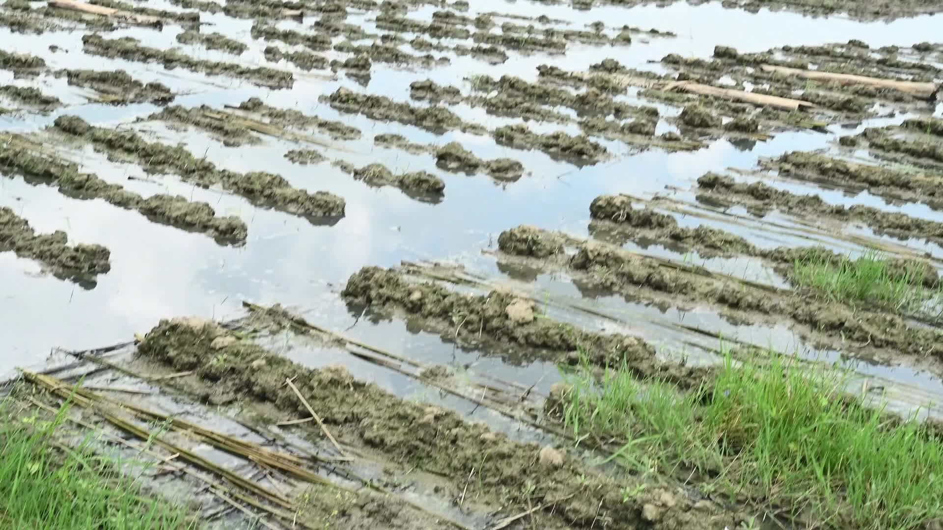 Jute Cultivation in India - El Niño effect delays jute retting processes - Temporary Ponds