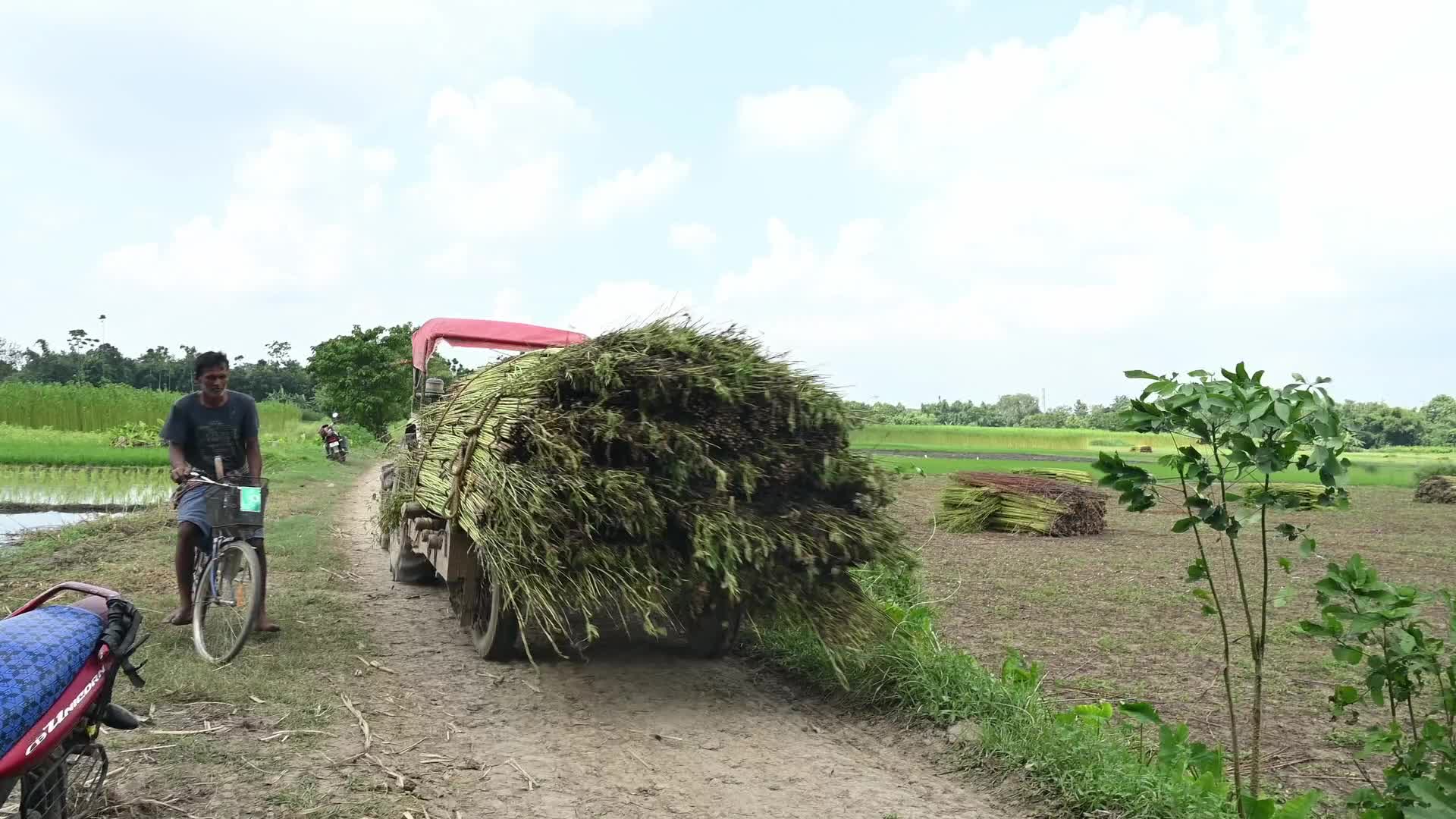 Jute Cultivation in India - El Niño effect delays jute retting processes - Temporary Ponds