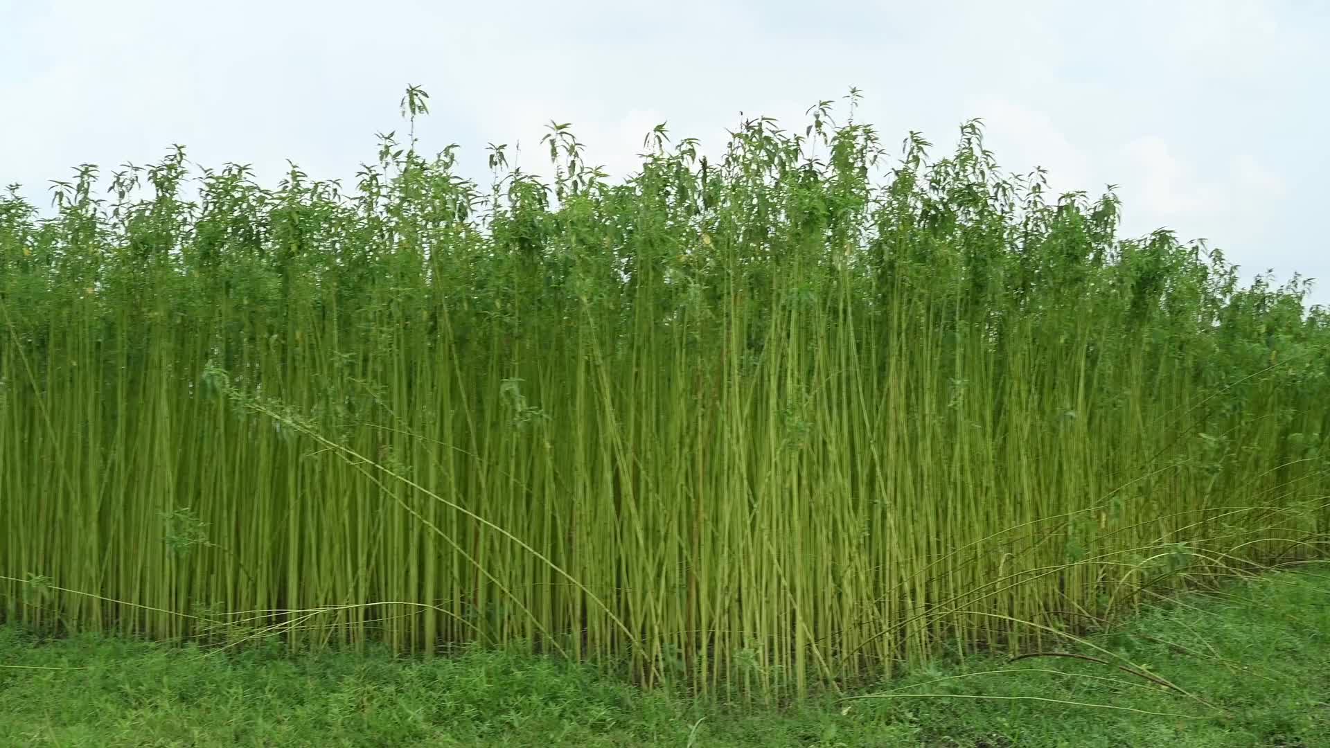 Jute Cultivation in India - El Niño effect delays jute retting processes - Temporary Ponds