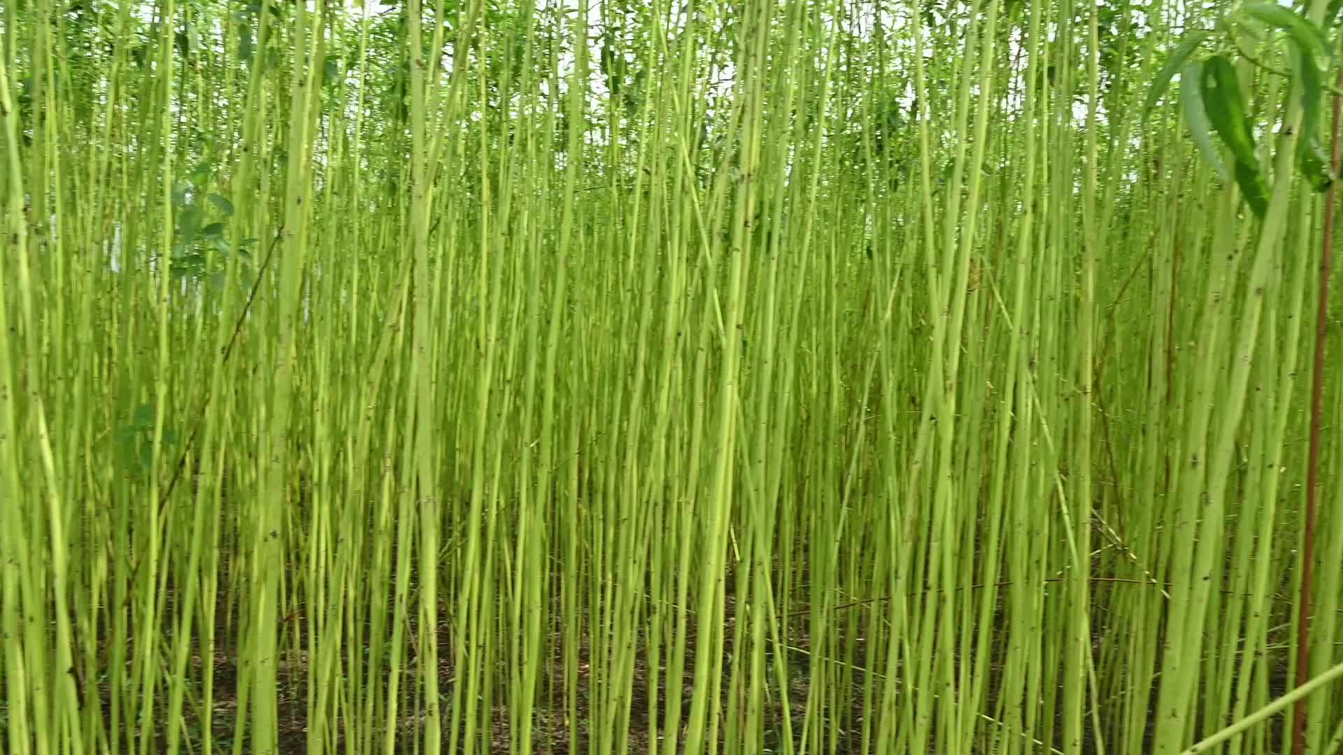 Jute Cultivation in India - El Niño effect delays jute retting processes - Temporary Ponds
