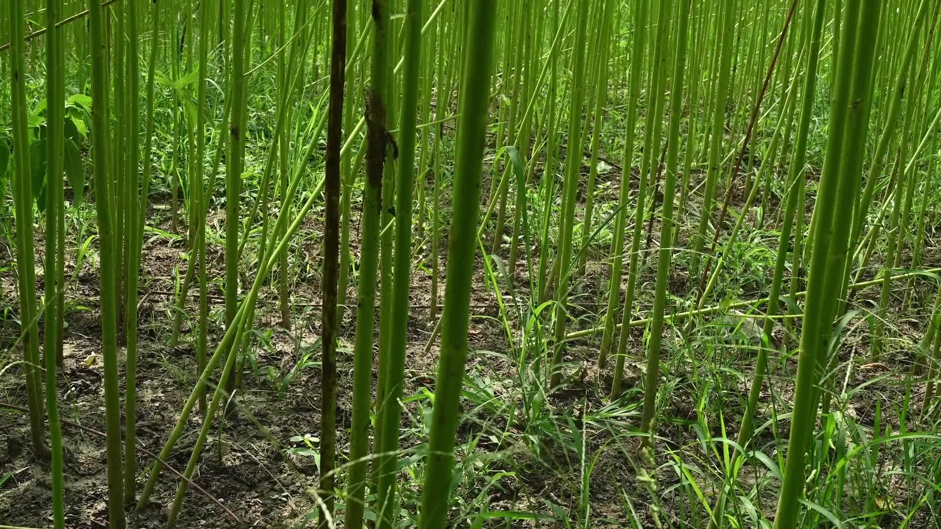 Jute Cultivation in India - El Niño effect delays jute retting processes - Temporary Ponds
