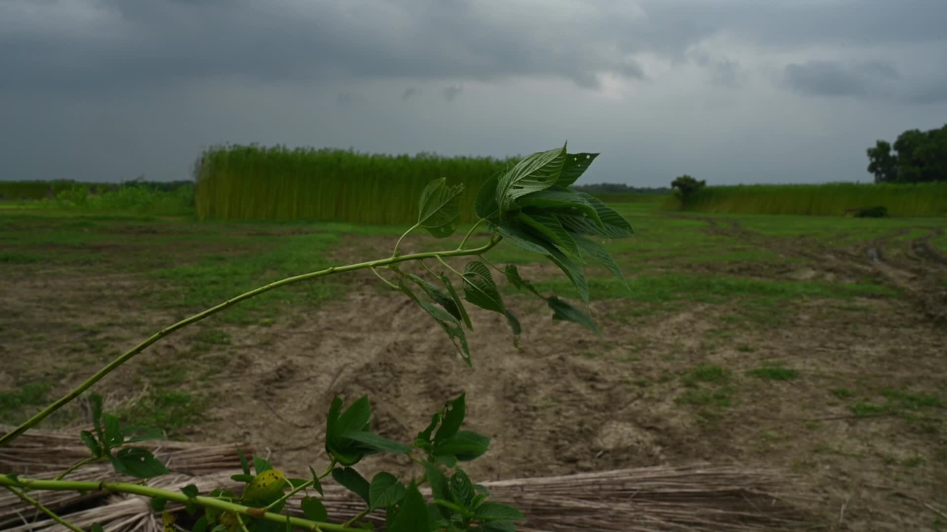 Jute Cultivation in India - El Niño effect delays jute retting processes - Temporary Ponds