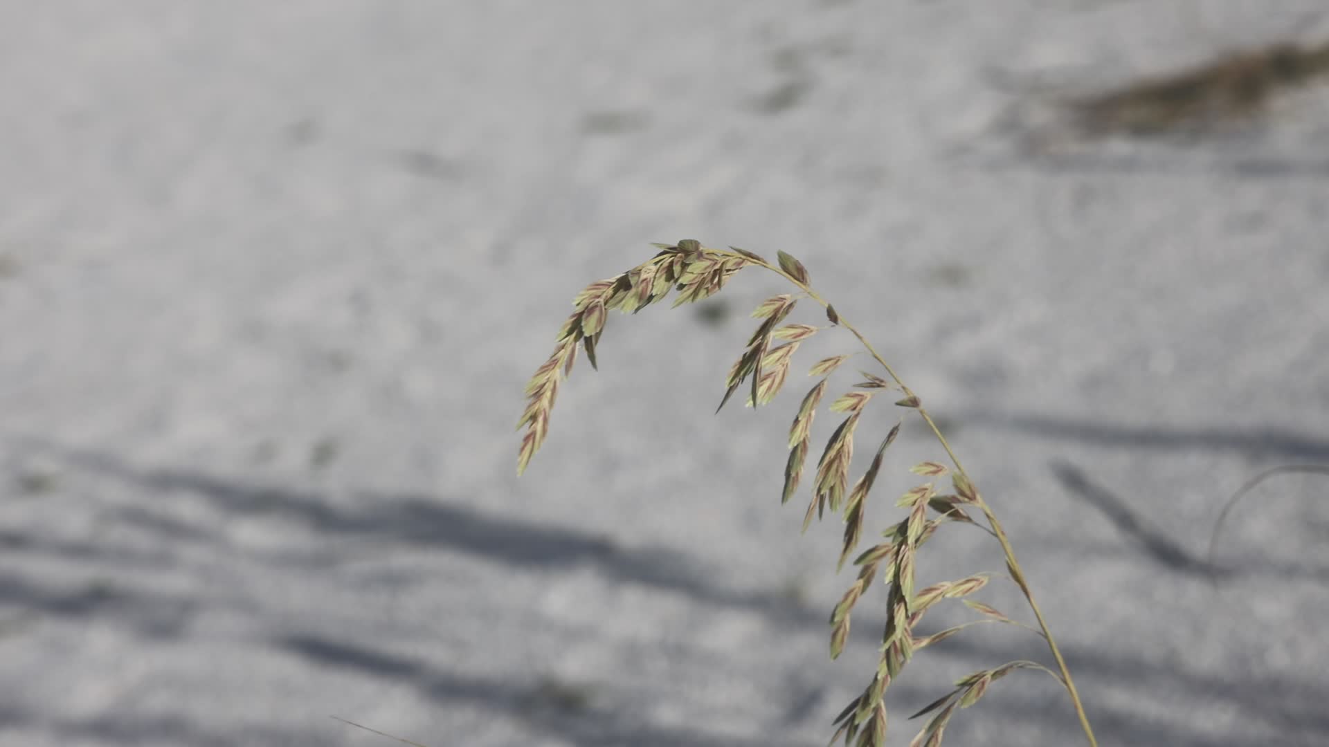 Daily life along Tigertail Beach