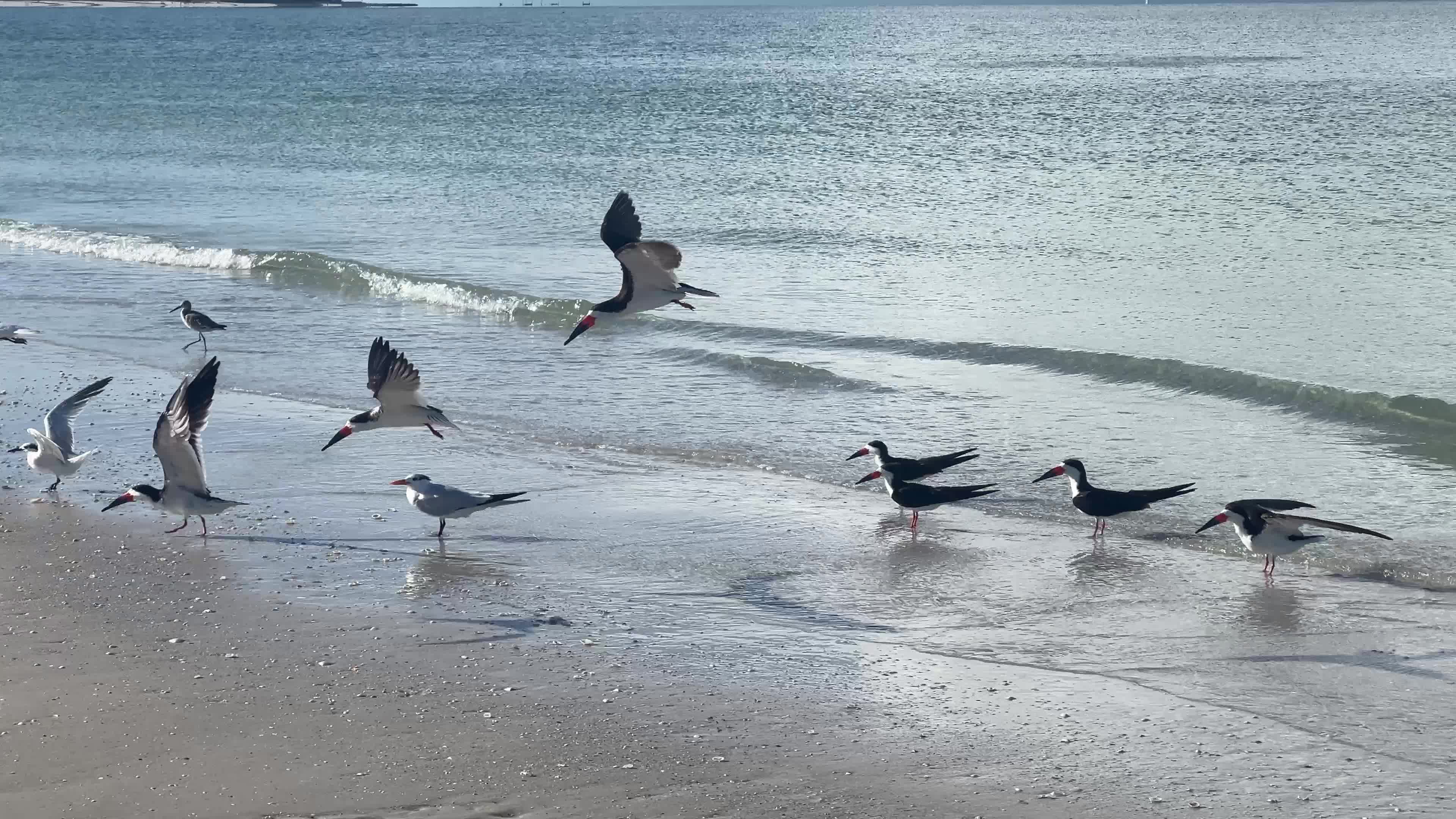 Daily life along Tigertail Beach