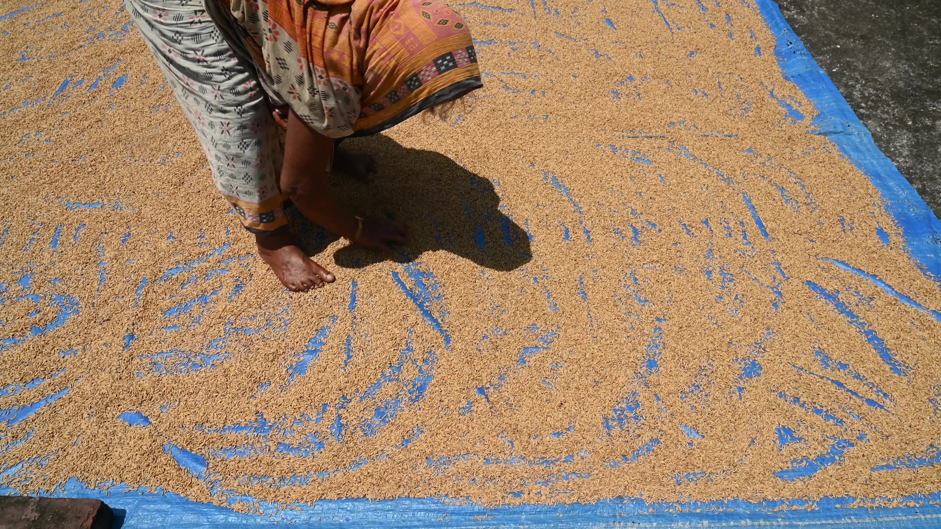 Parboiled rice production in India -  Soaking, steaming, and drying