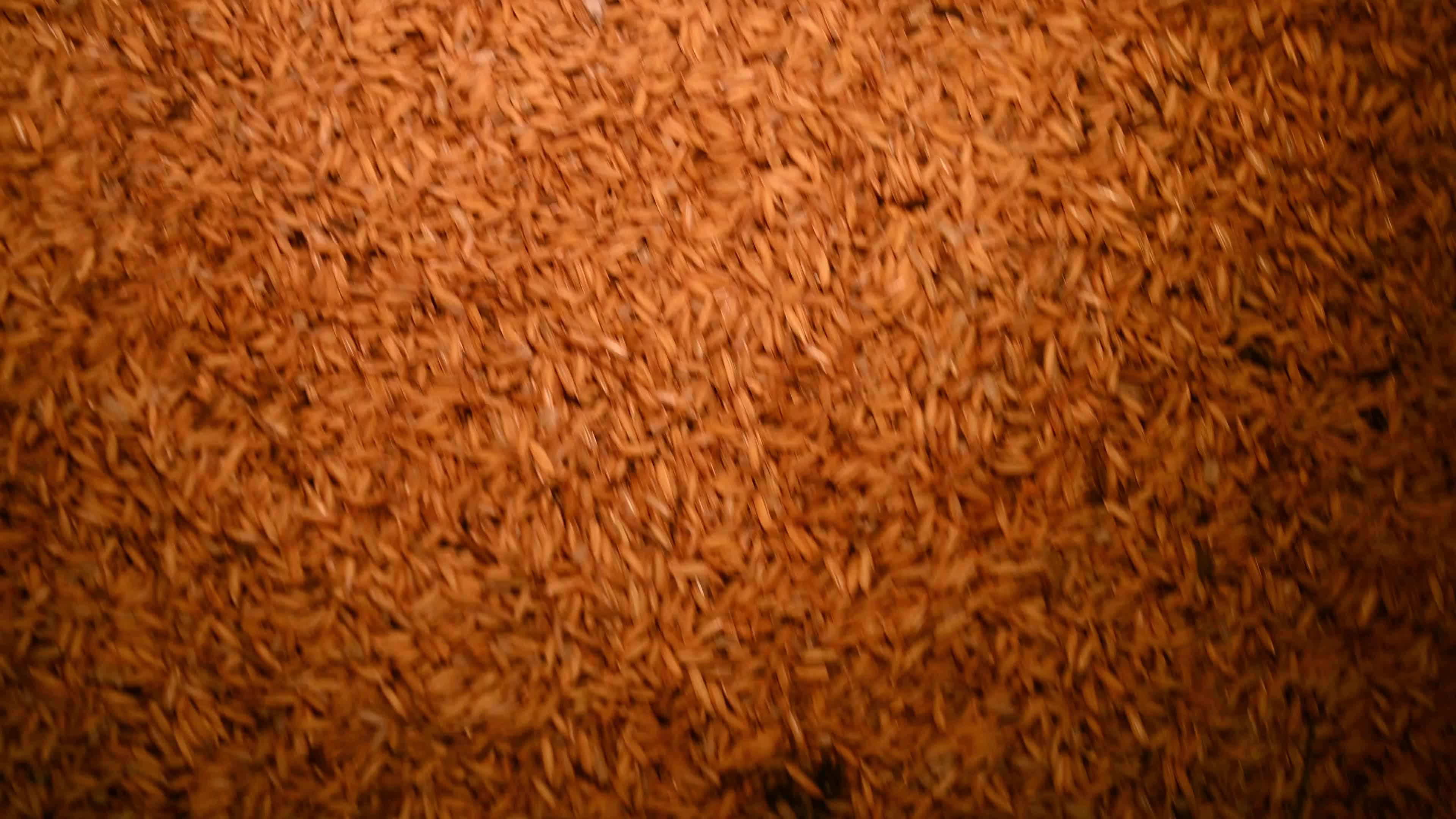 Parboiled rice production in India -  Soaking, steaming, and drying