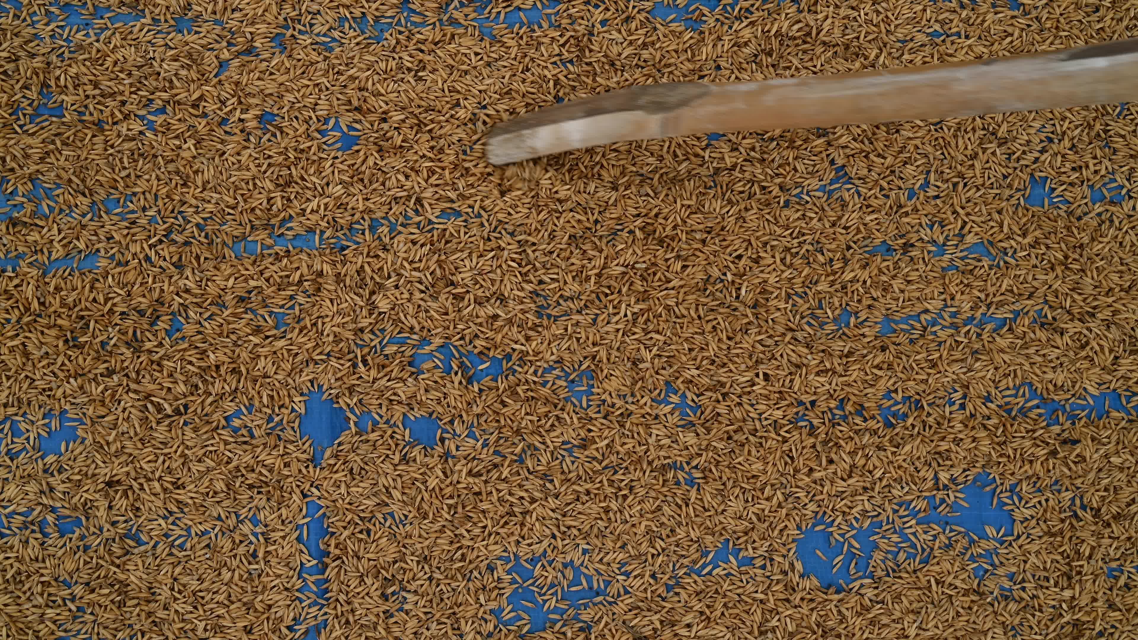 Parboiled rice production in India -  Soaking, steaming, and drying