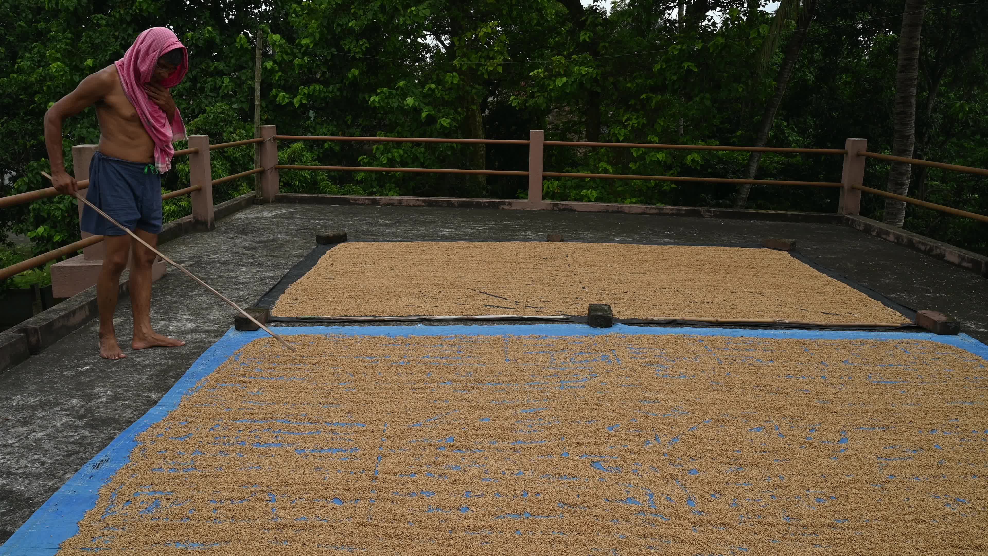 Parboiled rice production in India -  Soaking, steaming, and drying