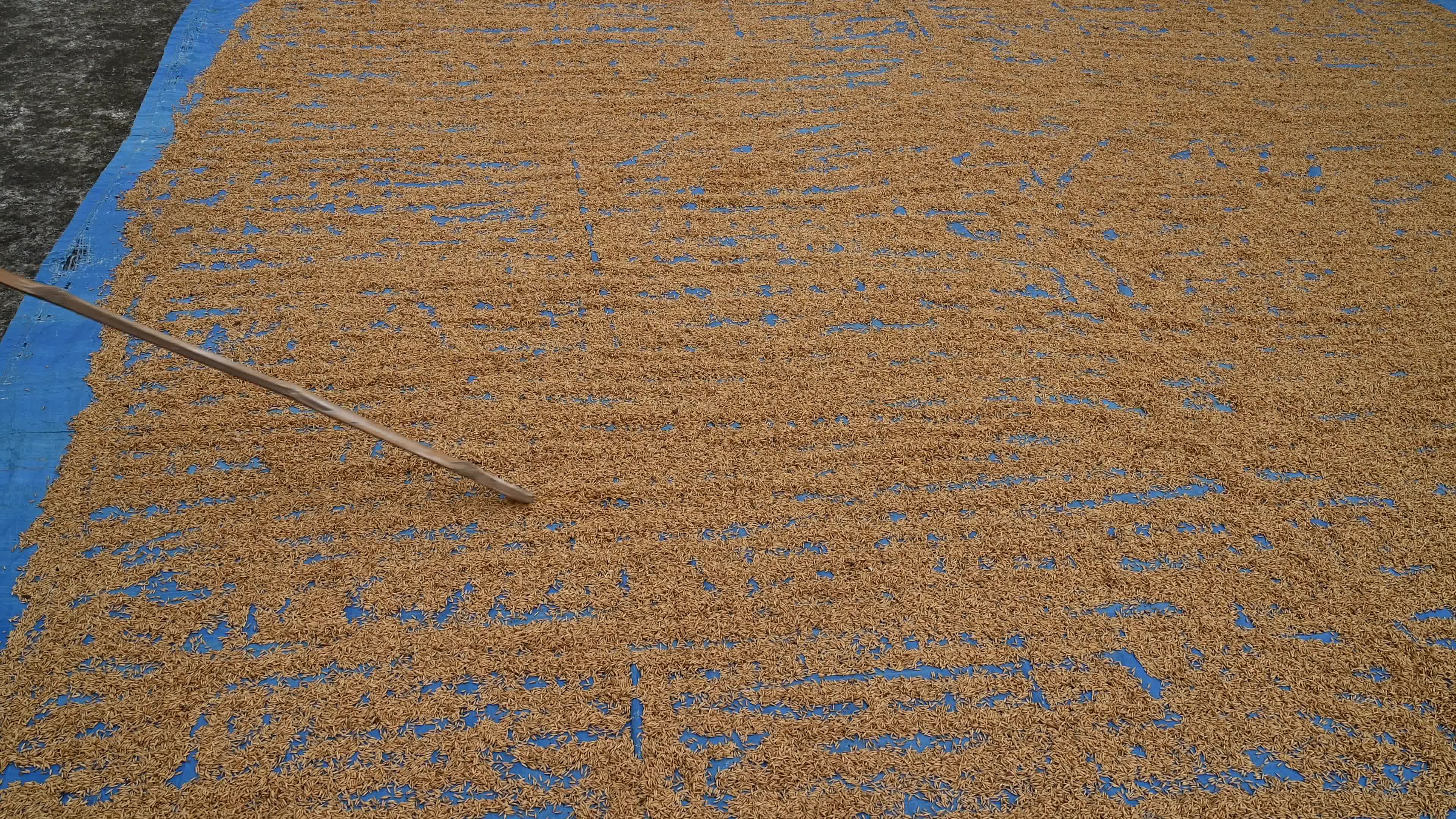 Parboiled rice production in India -  Soaking, steaming, and drying