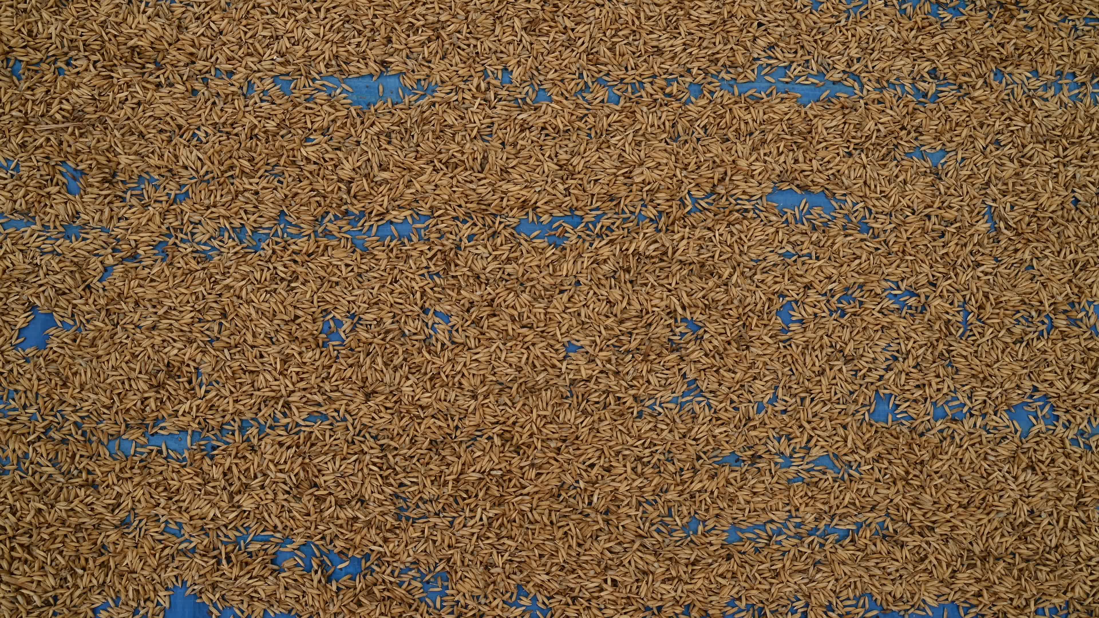 Parboiled rice production in India -  Soaking, steaming, and drying
