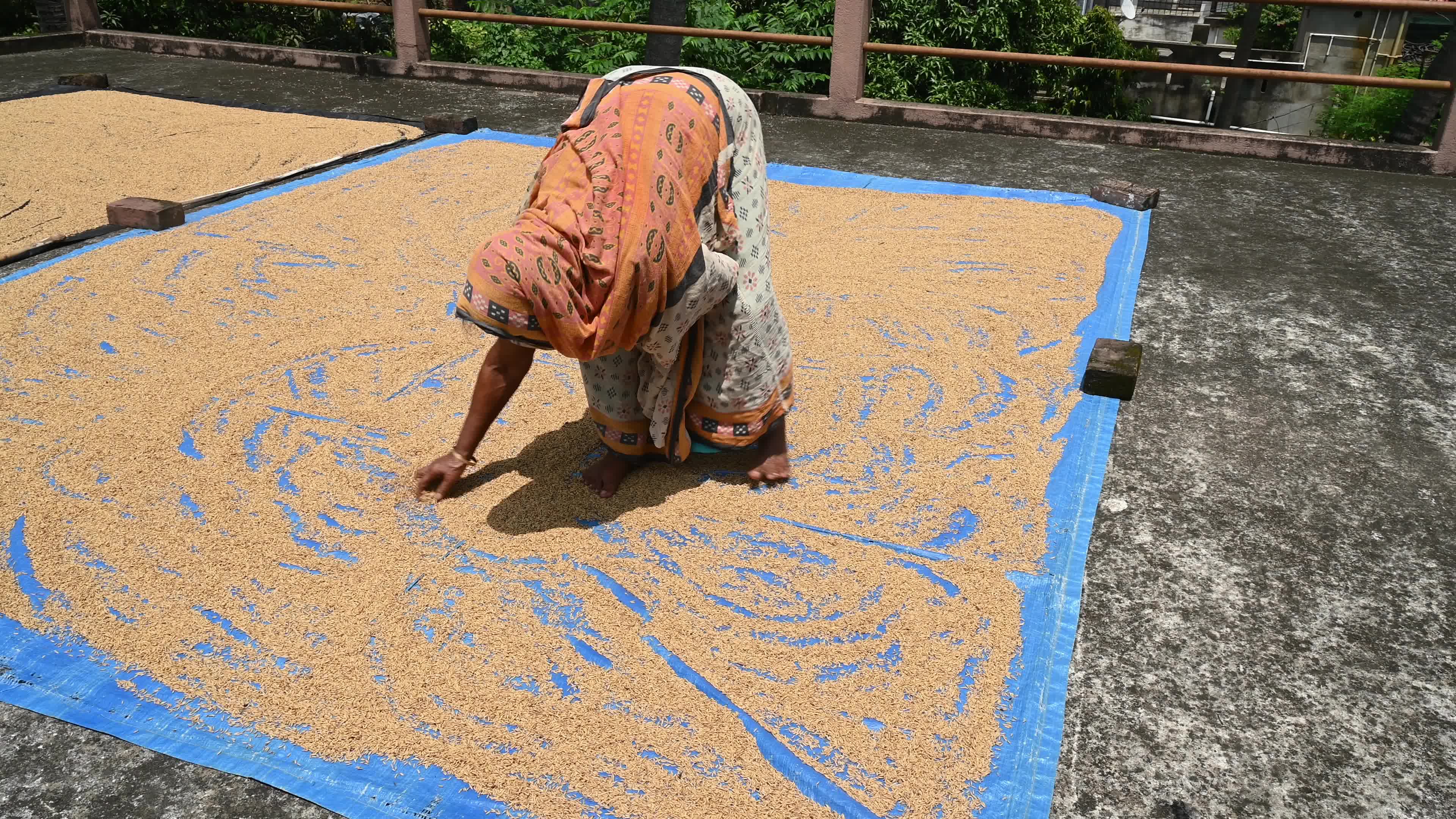 Parboiled rice production in India -  Soaking, steaming, and drying