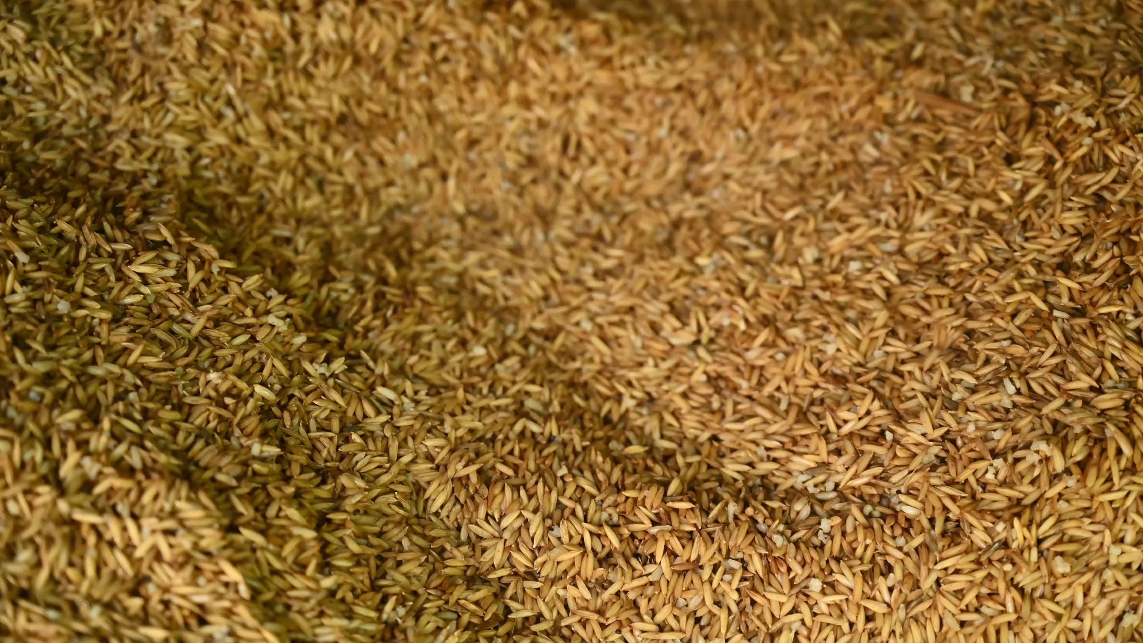 Parboiled rice production in India -  Soaking, steaming, and drying