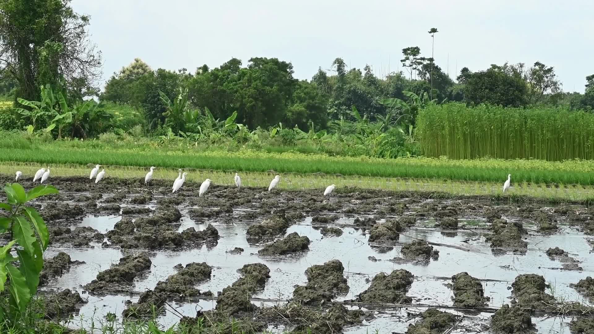 Jute Cultivation in India - El Niño effect delays jute retting processes - Temporary Ponds - 08/27/2026