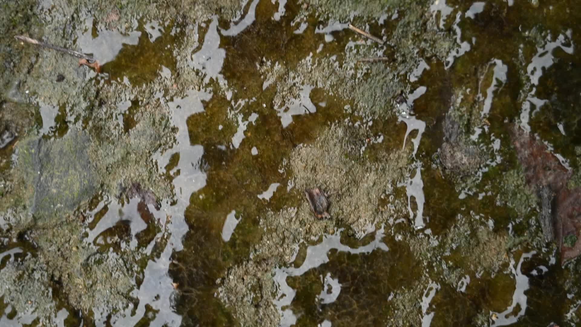 Cyanobacteria - Blue-green algae - Nostoc - Road Accident Cause