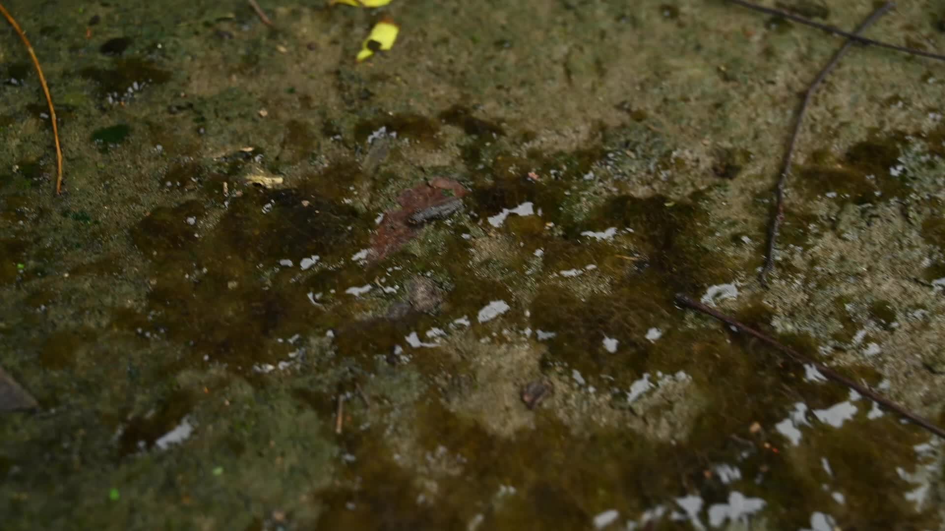 Cyanobacteria - Blue-green algae - Nostoc - Road Accident Cause
