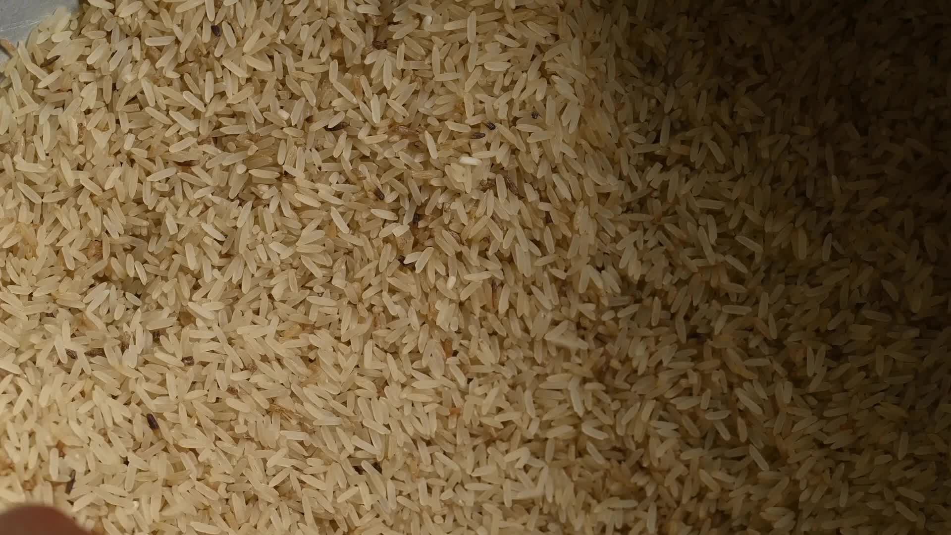 Rice winnowing - Traditional rice processing - Parboiled rice production in India