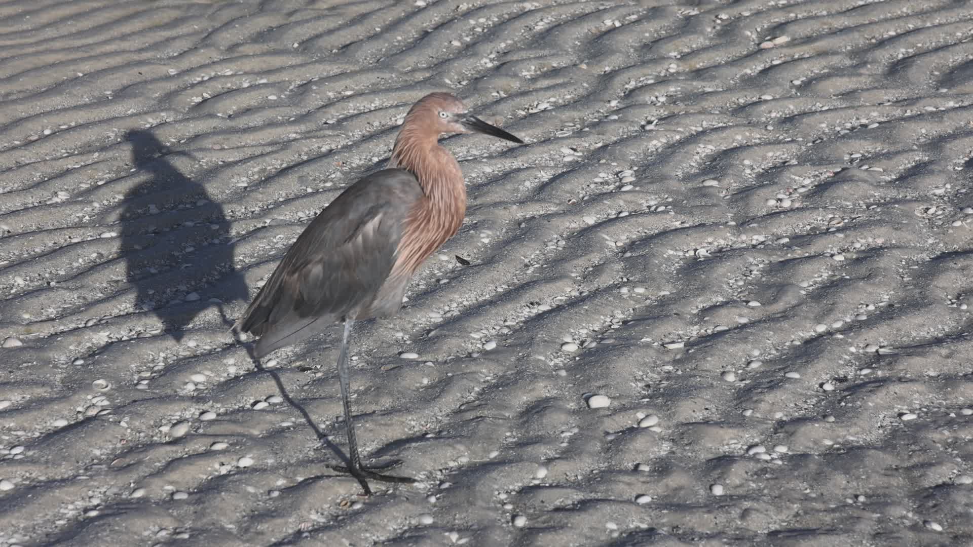 Reddish Egret