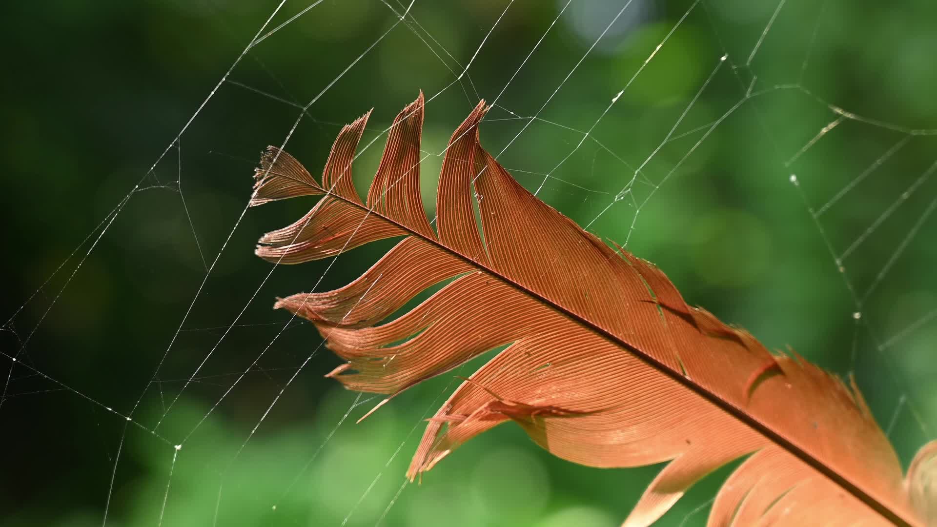 Feather Stuck in a Spider's Web