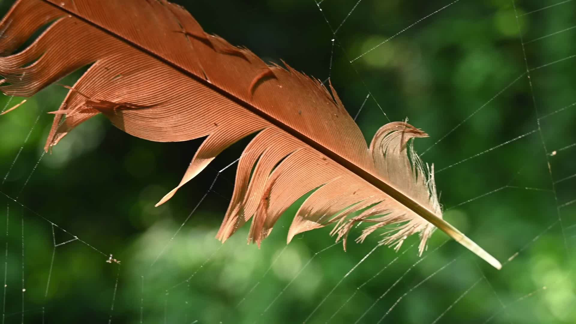 Feather Stuck in a Spider's Web