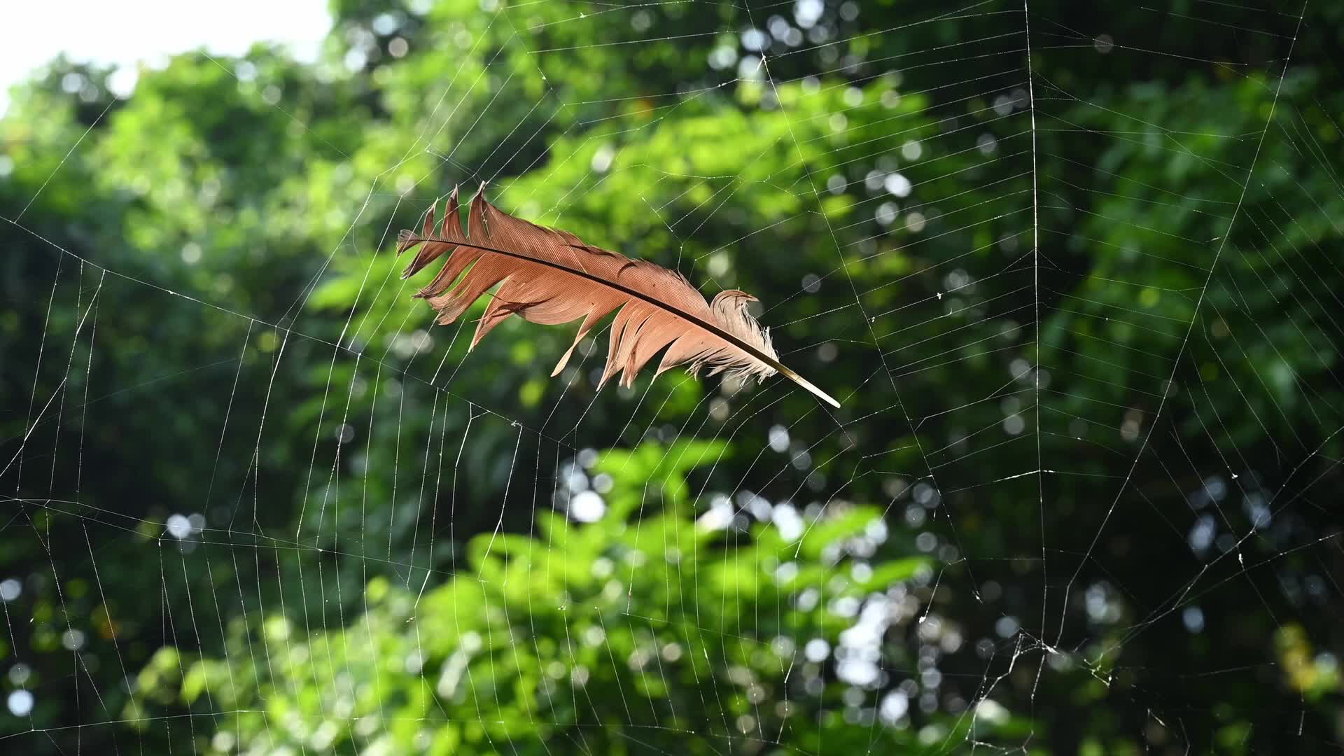 Feather Stuck in a Spider's Web