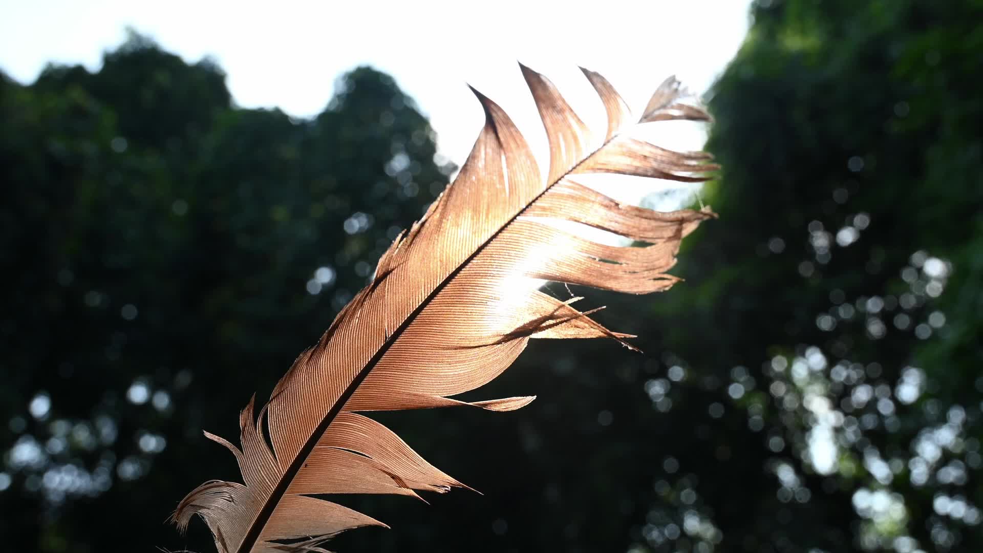 Feather Stuck in a Spider's Web