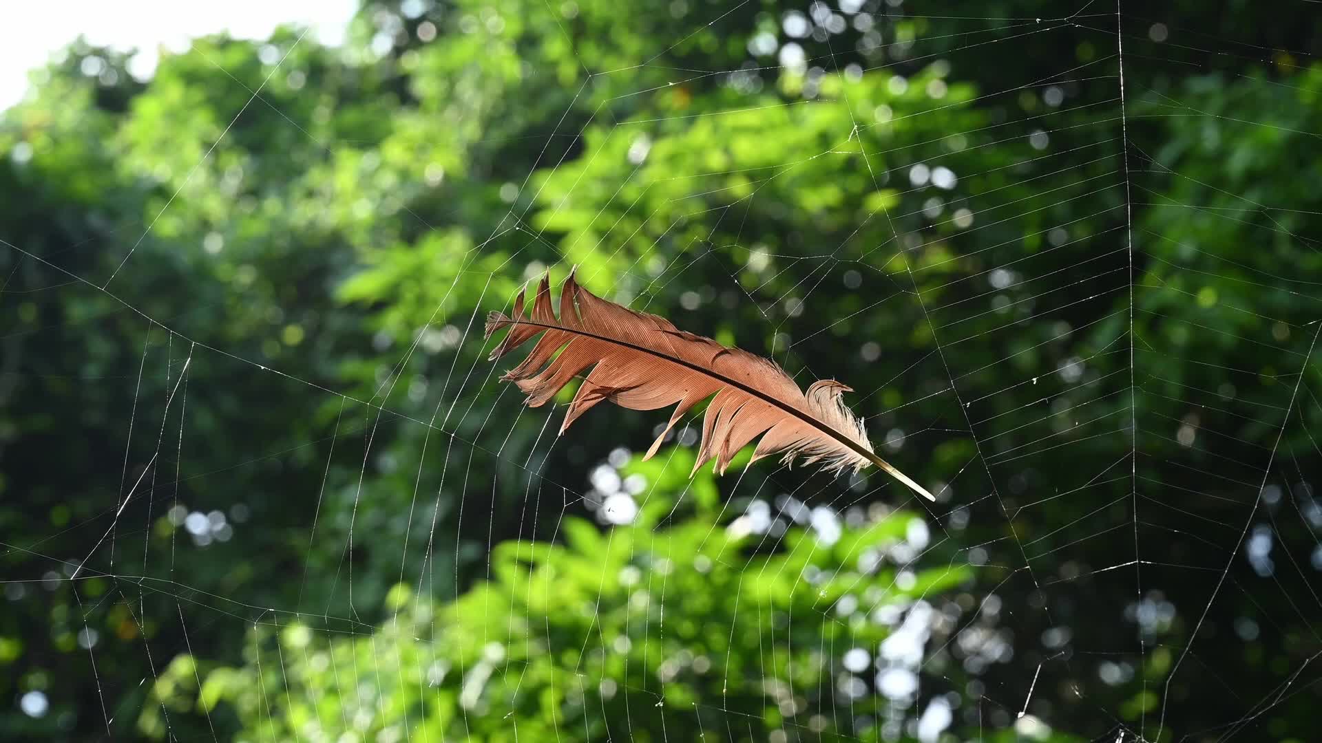 Feather Stuck in a Spider's Web