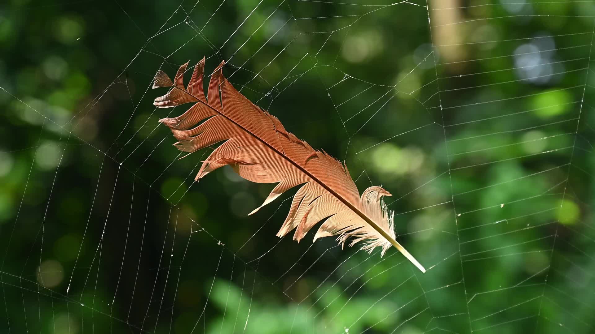 Feather Stuck in a Spider's Web