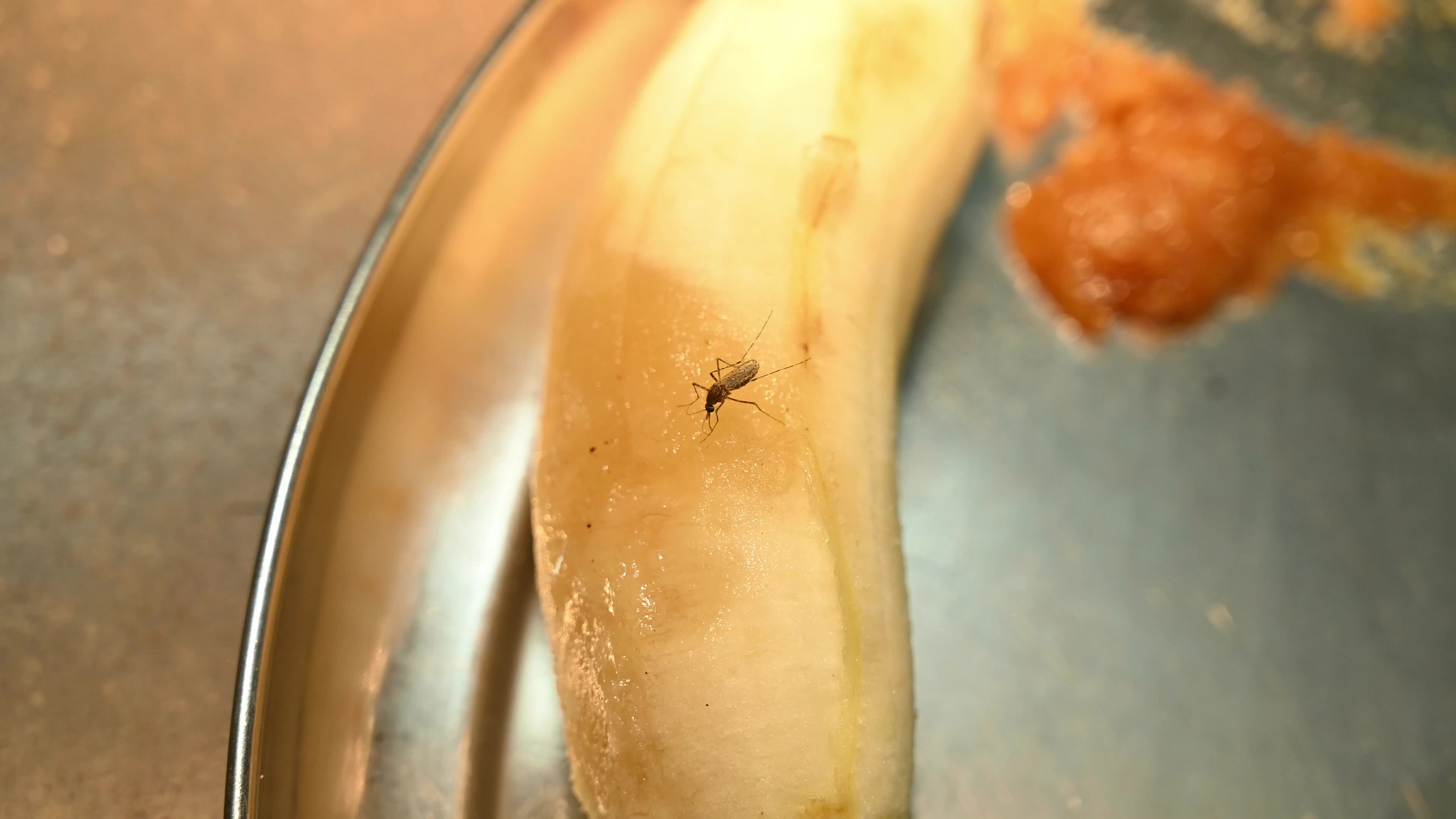 Mosquito feeding on fruit - Disease vector