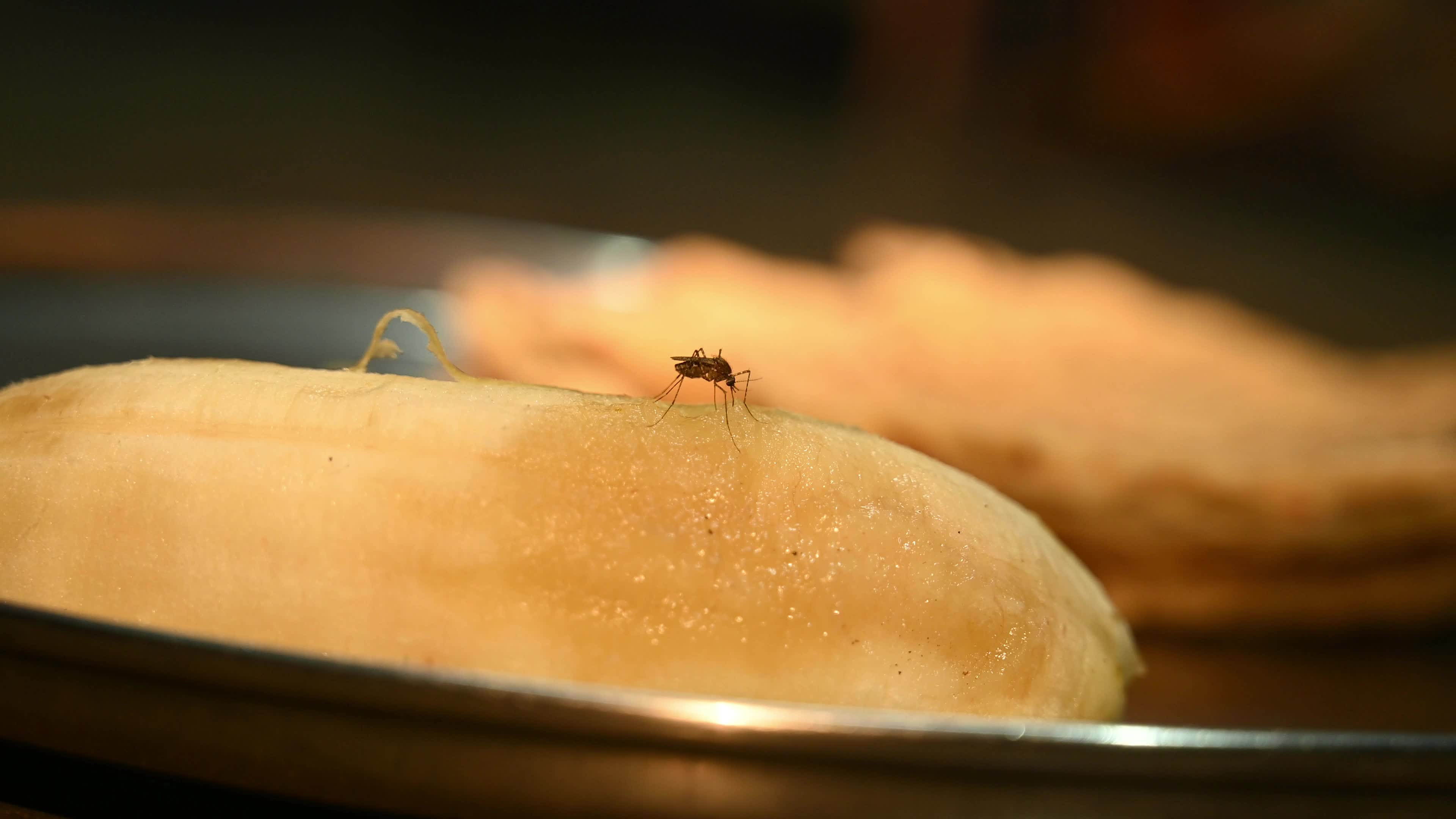Mosquito feeding on fruit - Disease vector