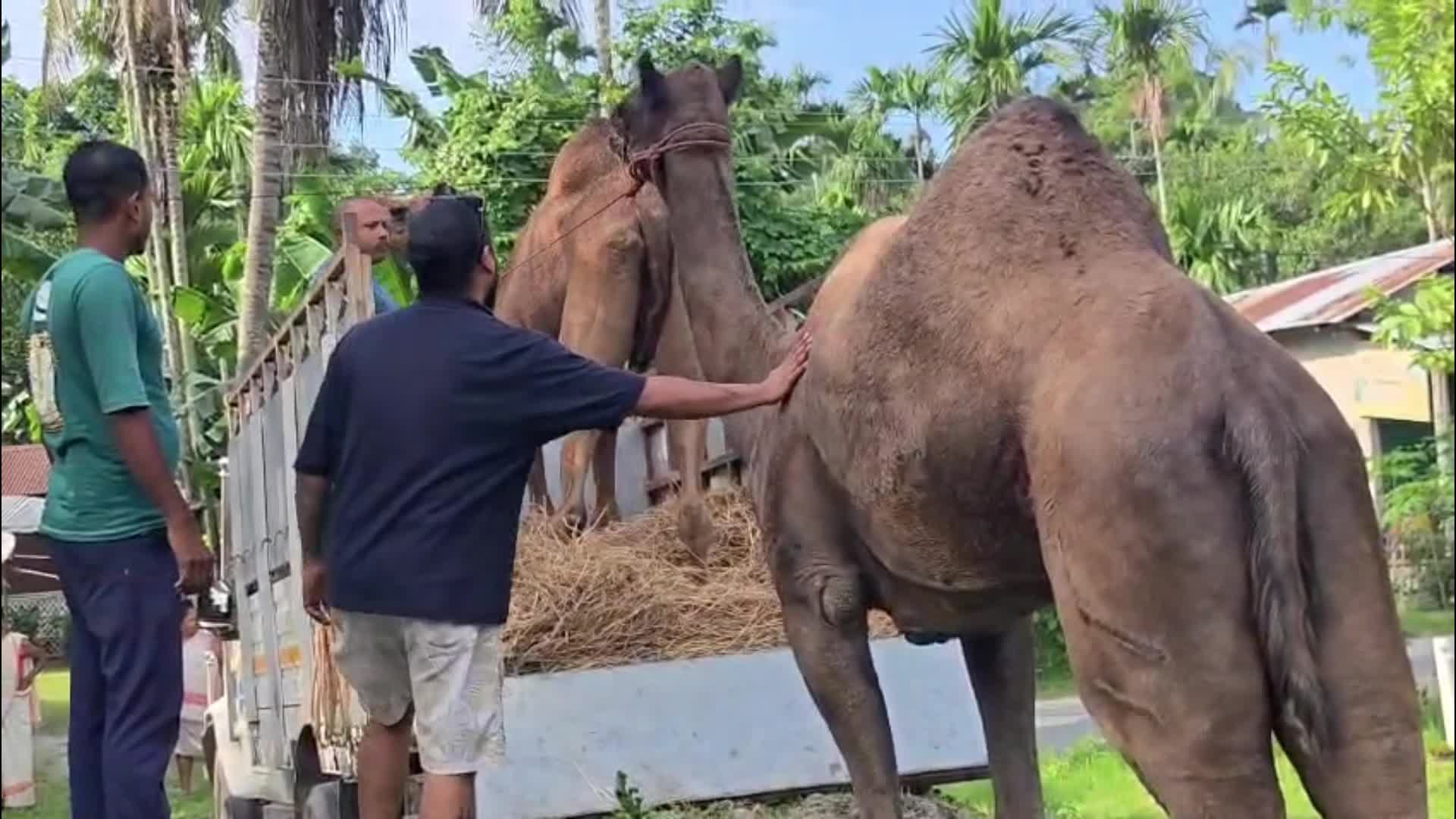 Police seized camel allegedly brought for slaughter in India