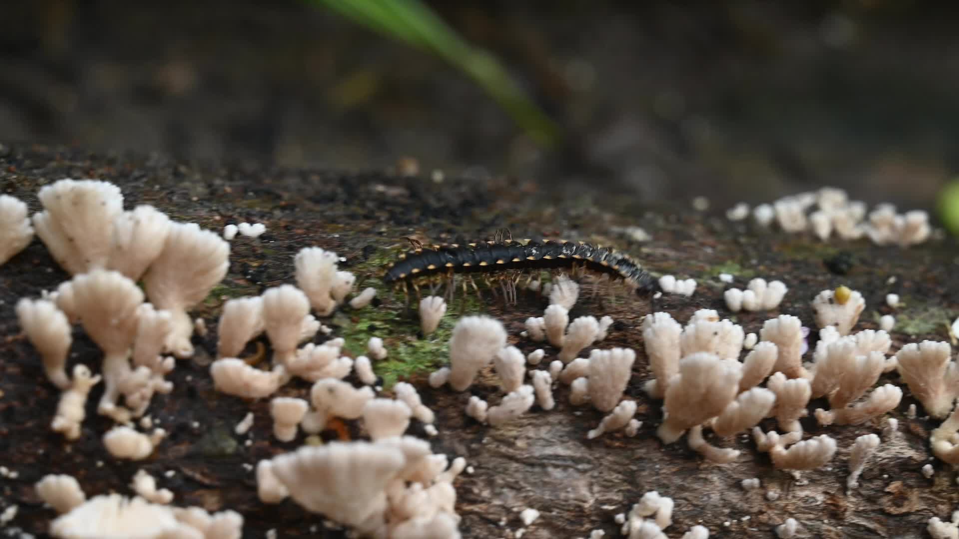 Split-gill mushrooms