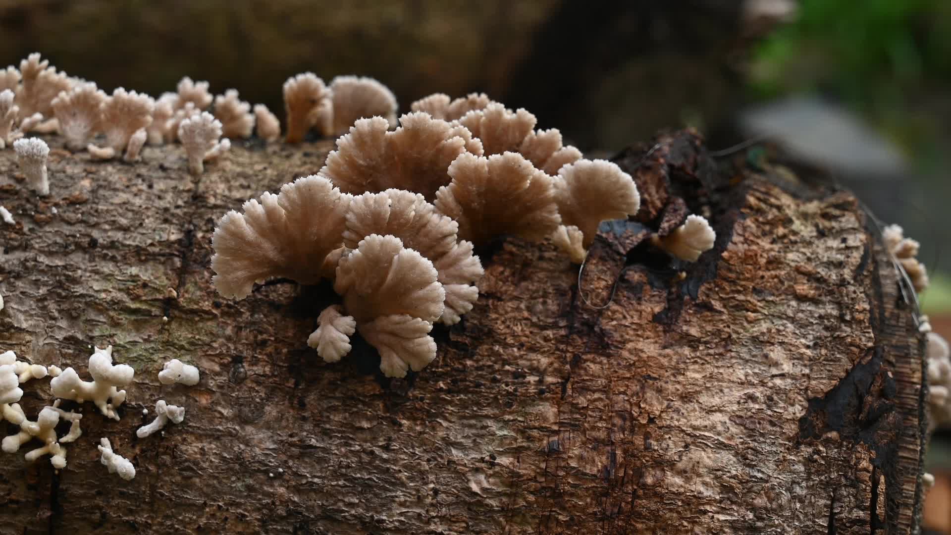 Split-gill mushrooms  - Edible mushroom -  Schizophyllum commune -  Long-flange millipede (Orthomorpha coarctata)