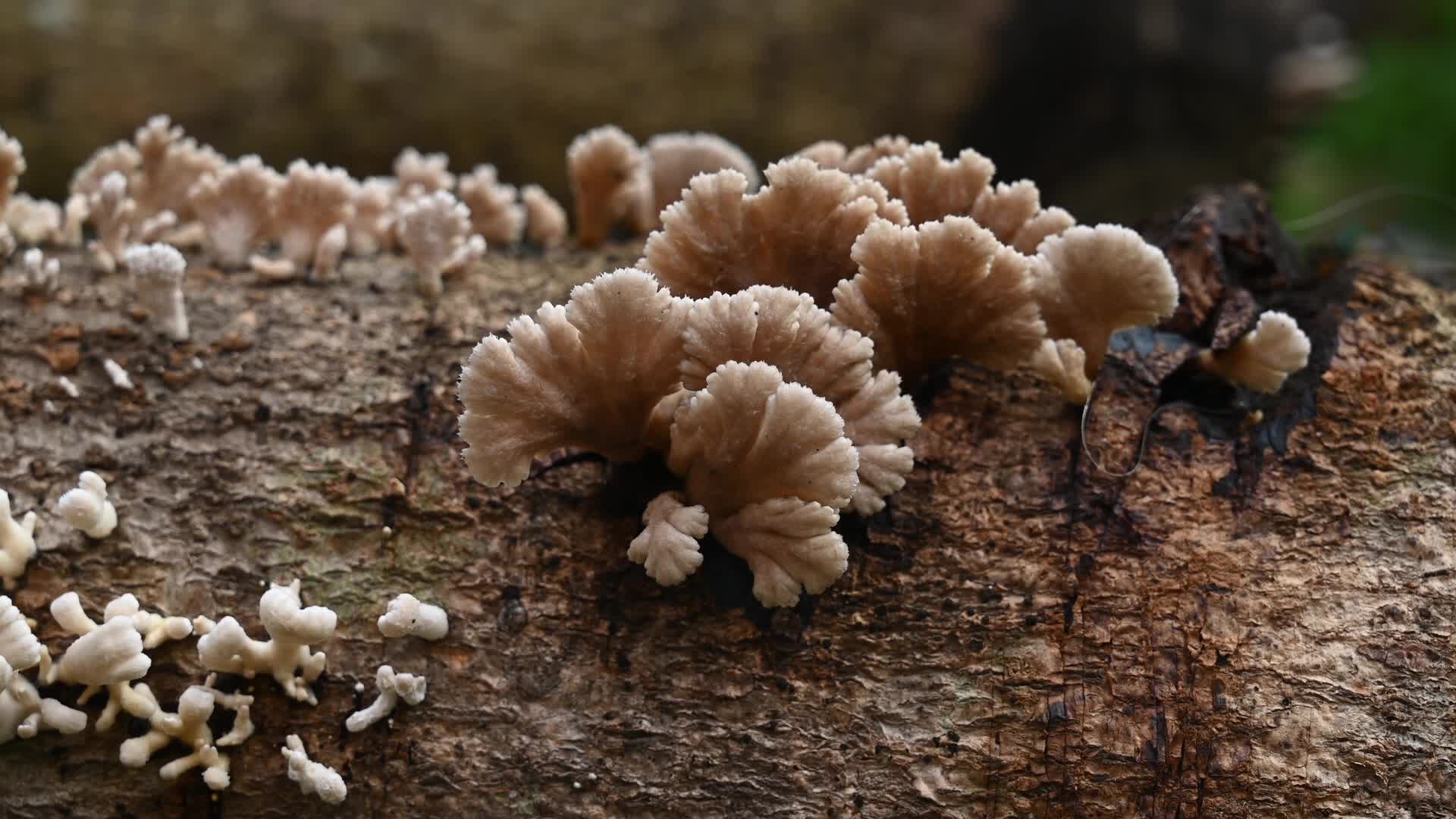 Split-gill mushrooms  - Edible mushroom -  Schizophyllum commune -  Long-flange millipede (Orthomorpha coarctata)