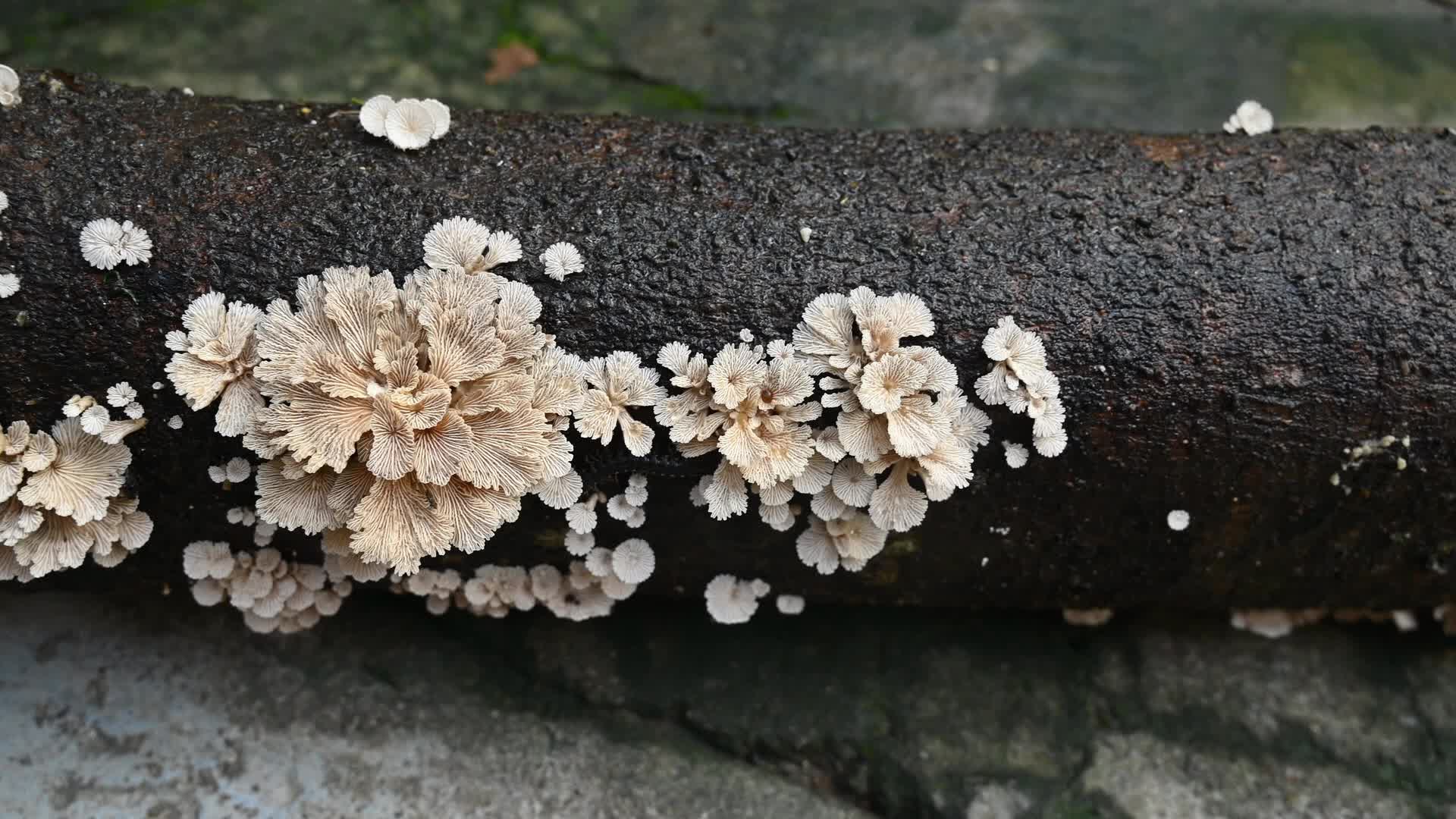 Split-gill mushrooms  - Edible mushroom -  Schizophyllum commune -  Long-flange millipede (Orthomorpha coarctata)