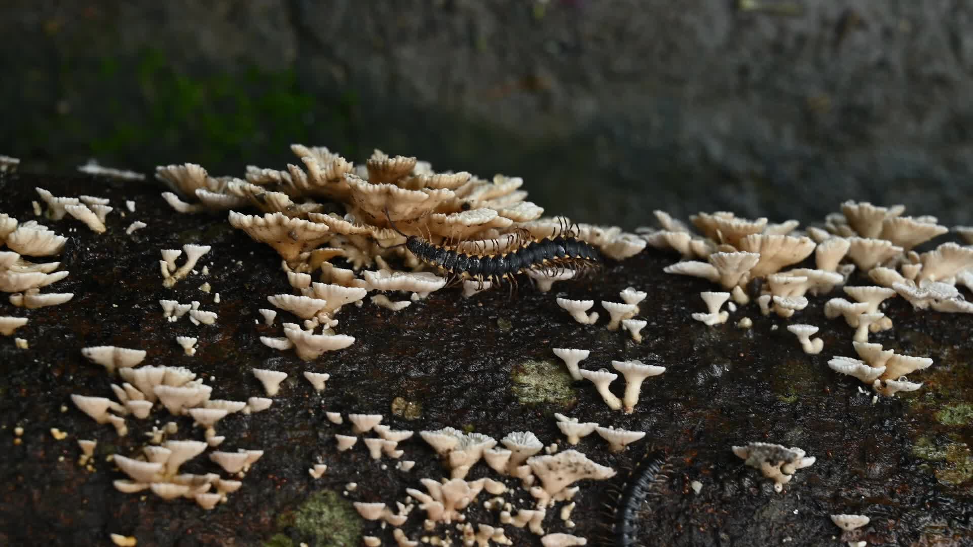 Split-gill mushrooms  - Edible mushroom -  Schizophyllum commune -  Long-flange millipede (Orthomorpha coarctata)