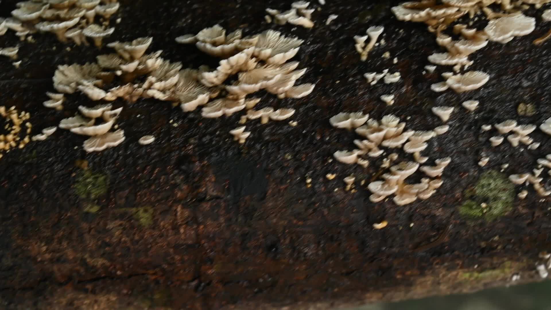 Split-gill mushrooms  - Edible mushroom -  Schizophyllum commune -  Long-flange millipede (Orthomorpha coarctata)