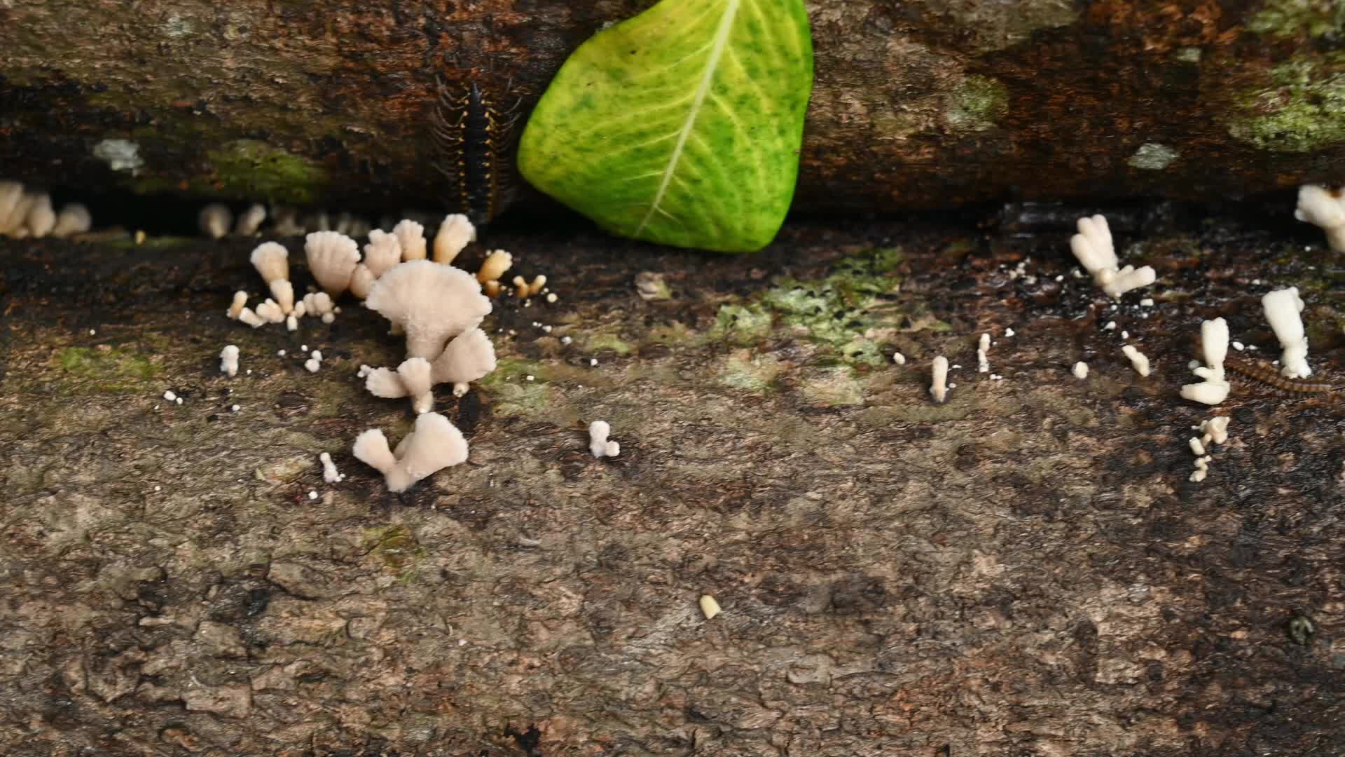 Split-gill mushrooms  - Edible mushroom -  Schizophyllum commune -  Long-flange millipede (Orthomorpha coarctata)