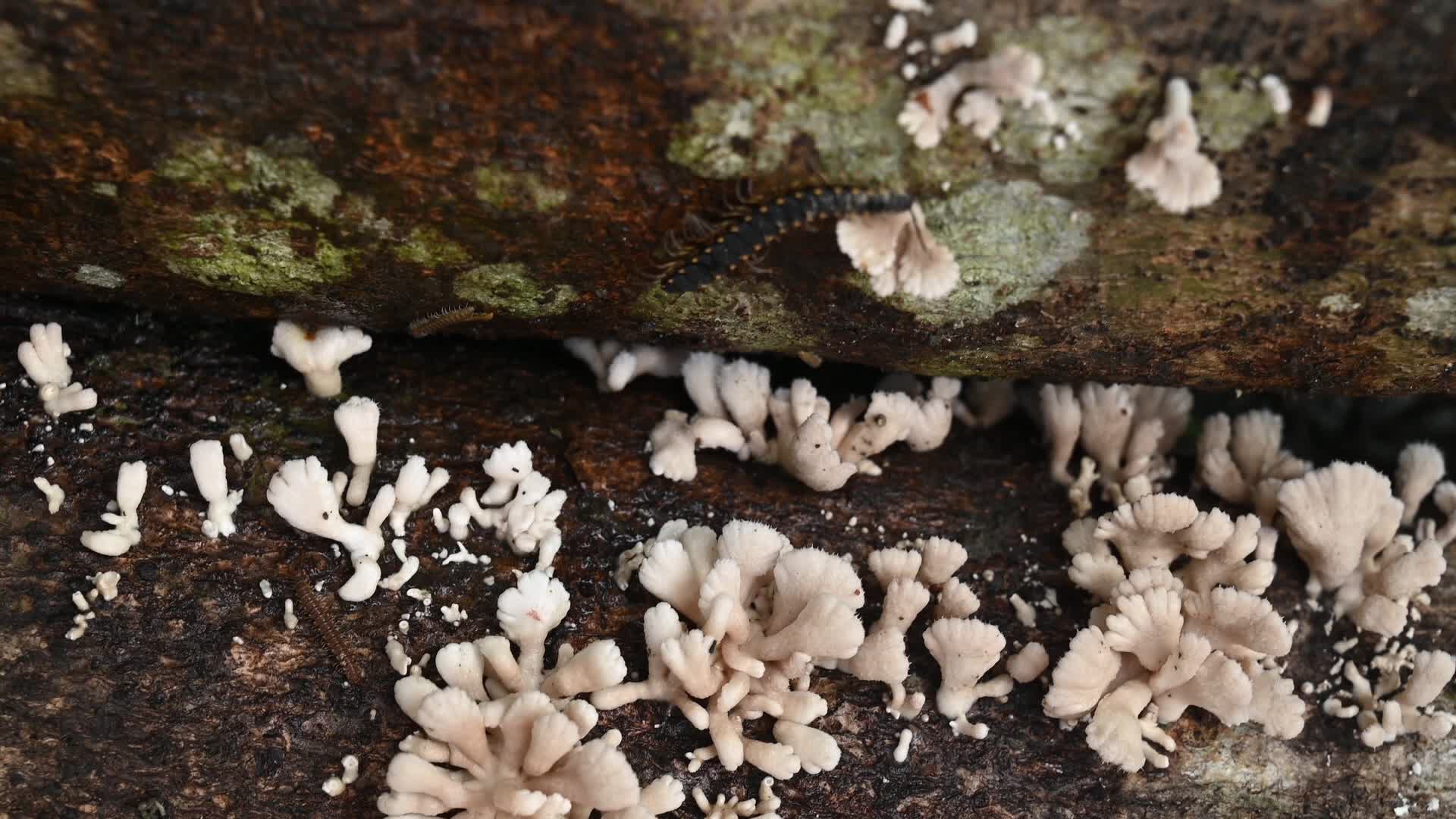 Split-gill mushrooms  - Edible mushroom -  Schizophyllum commune -  Long-flange millipede (Orthomorpha coarctata)