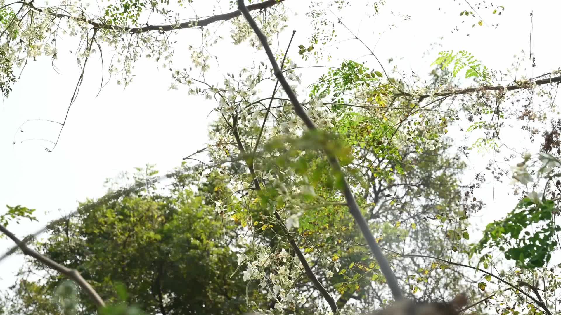 Edible Moringa flower - Nutritional value
