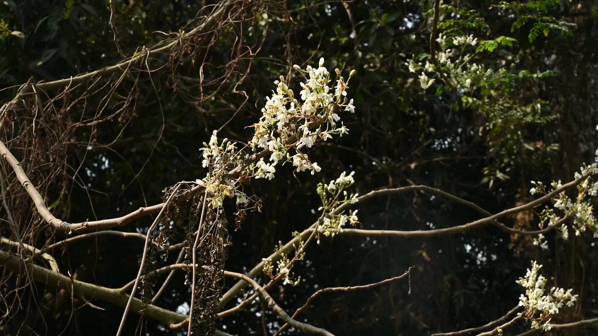 Edible Moringa flower - Nutritional value