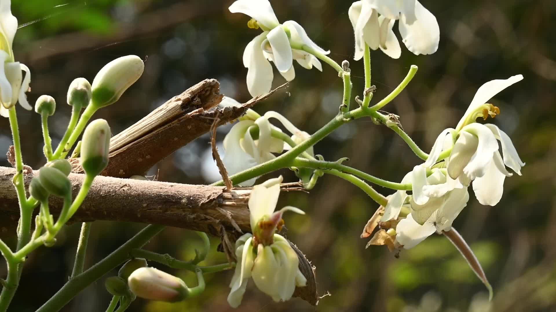 Edible Moringa flower - Nutritional value