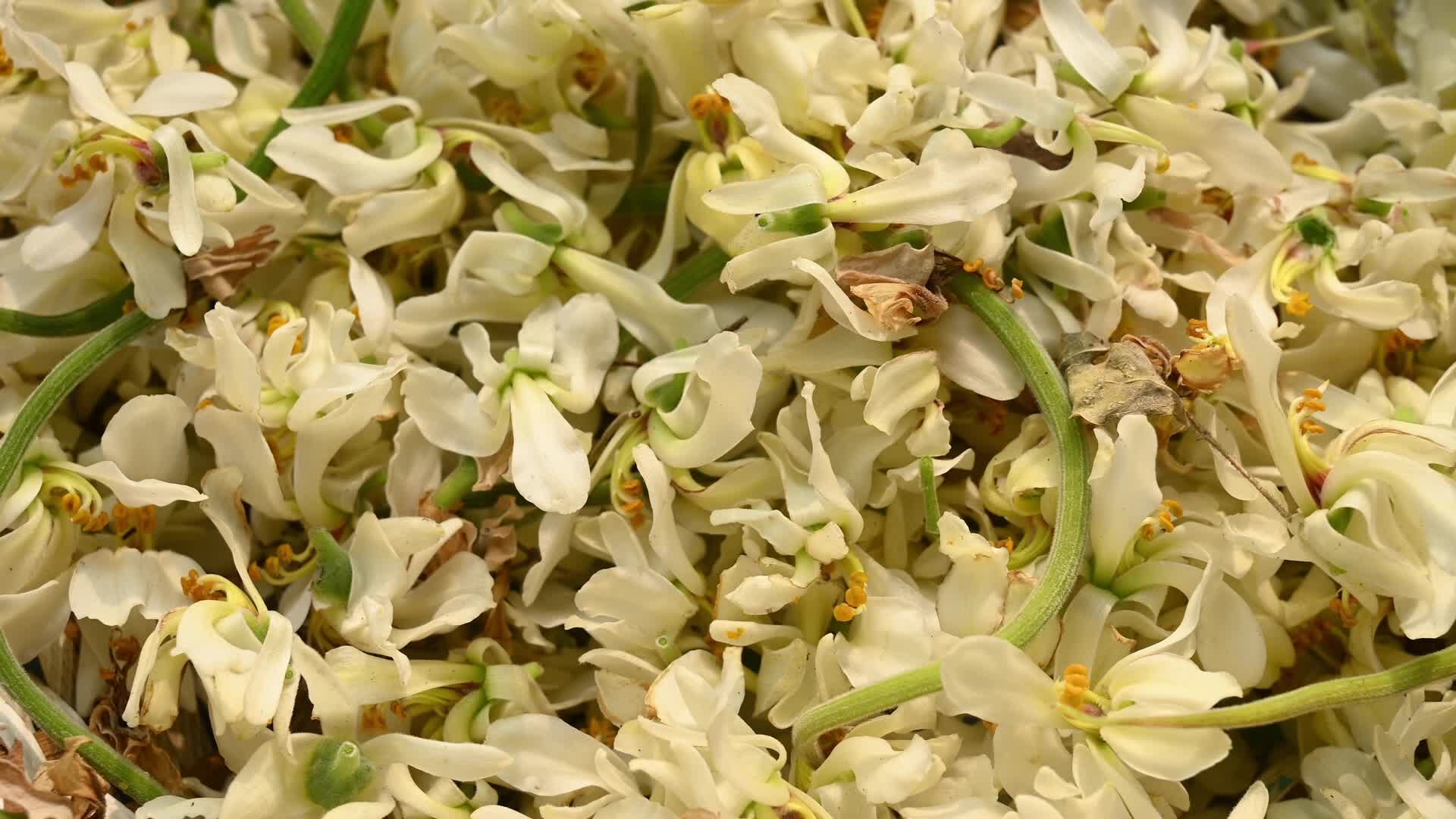 Edible Moringa flower - Nutritional value