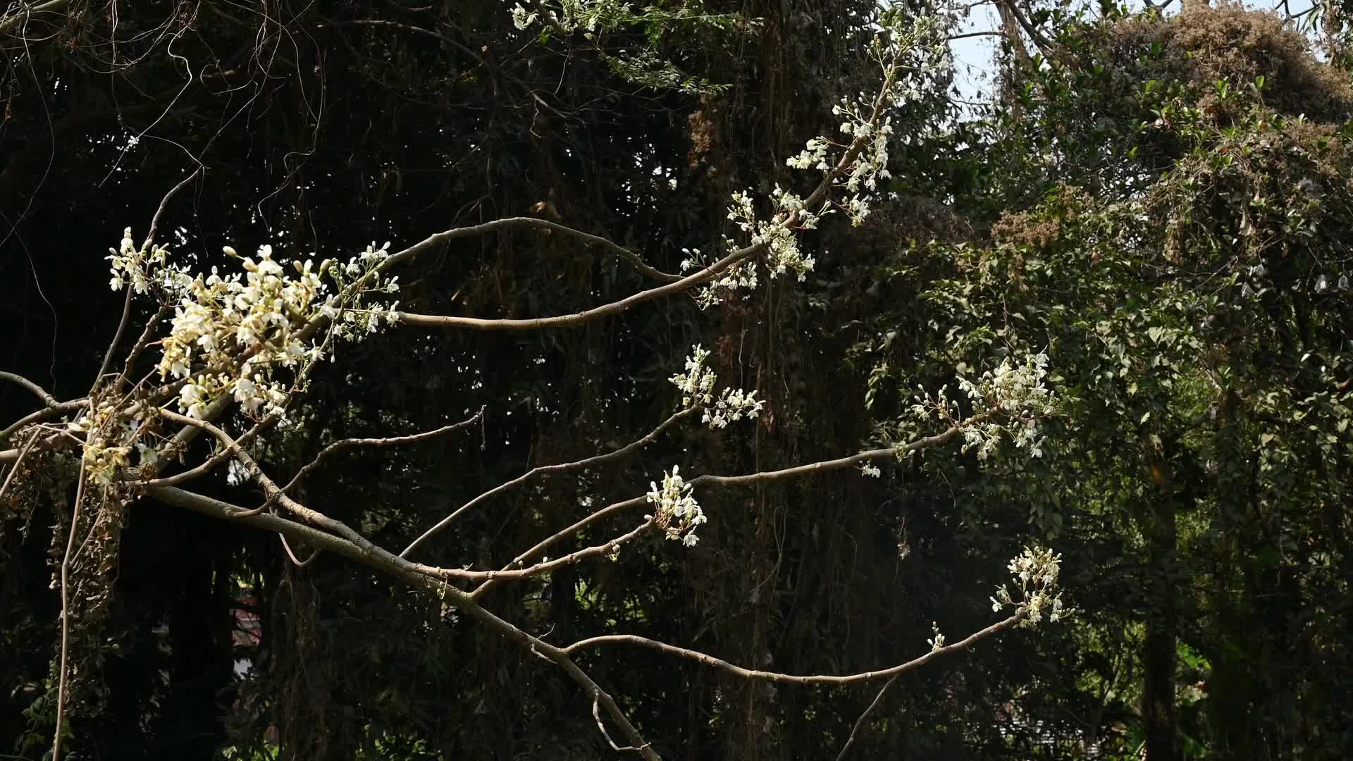 Edible Moringa flower - Nutritional value