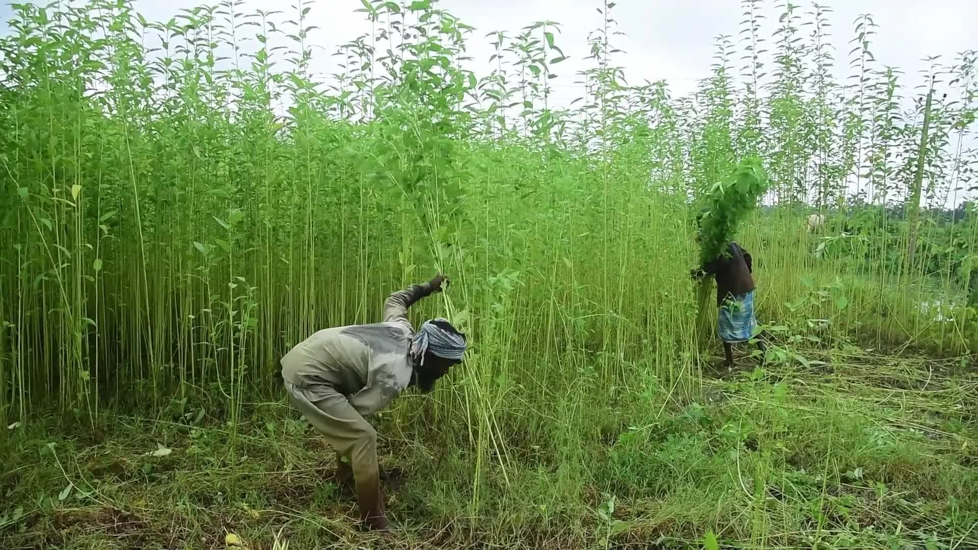 Jute Cultivation In India