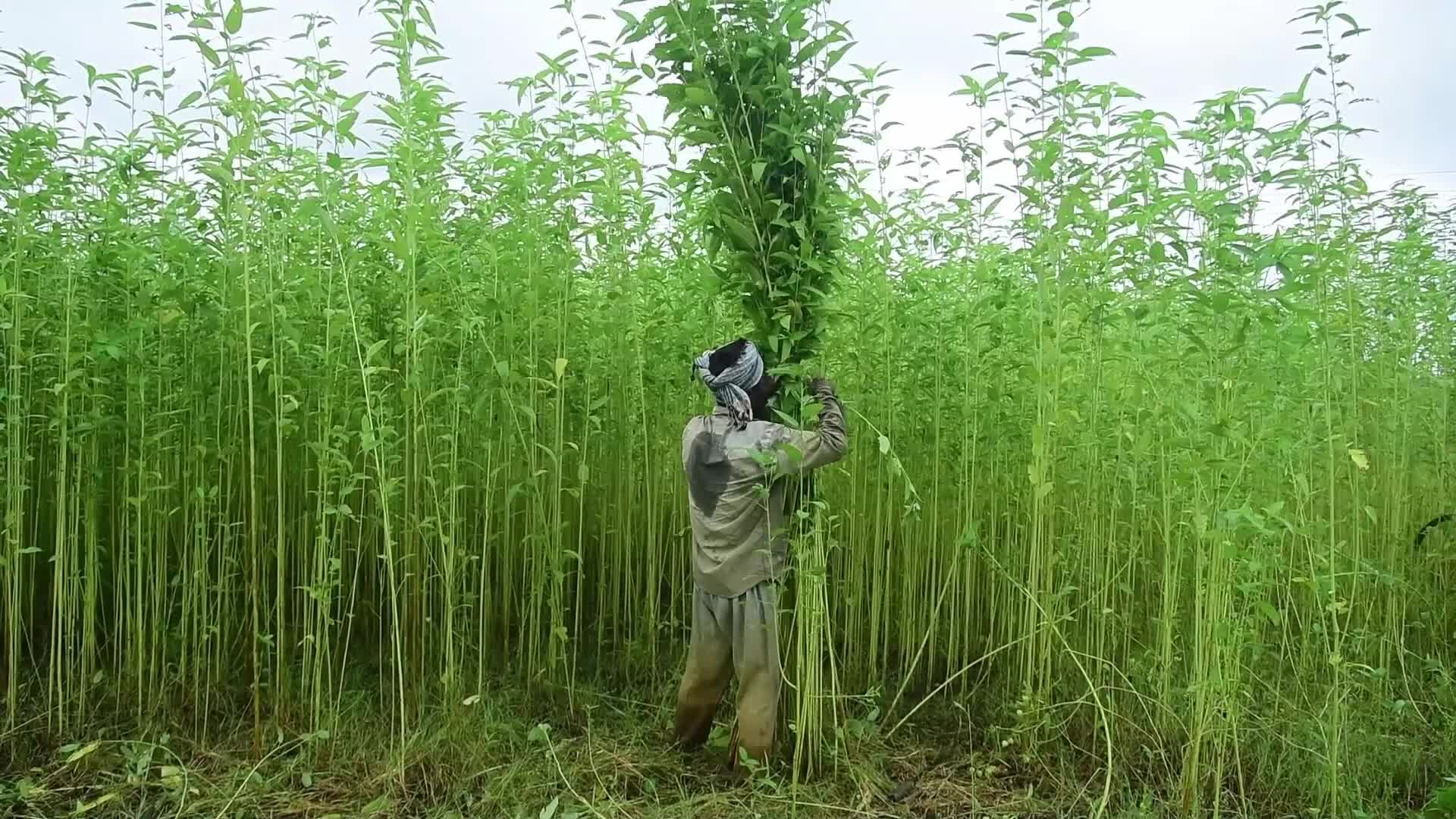 Jute Cultivation In India